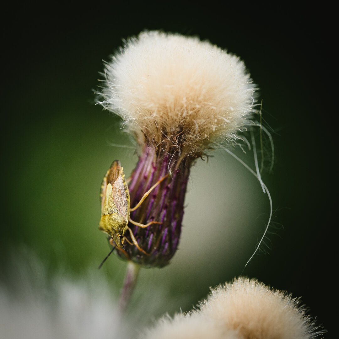 A close up photograph of a mostly green shield bug sitting with its head down on the purple base of a thistle seed head. The shield bug and seed head are quite highly exposed with the brush like seedhead on the verge of overexposure.

Along the bottom edge, the tops of a few more seed heads with their downy dense brushlike look can be seen.

The background is a blurred green, varying from very dark to almost white.