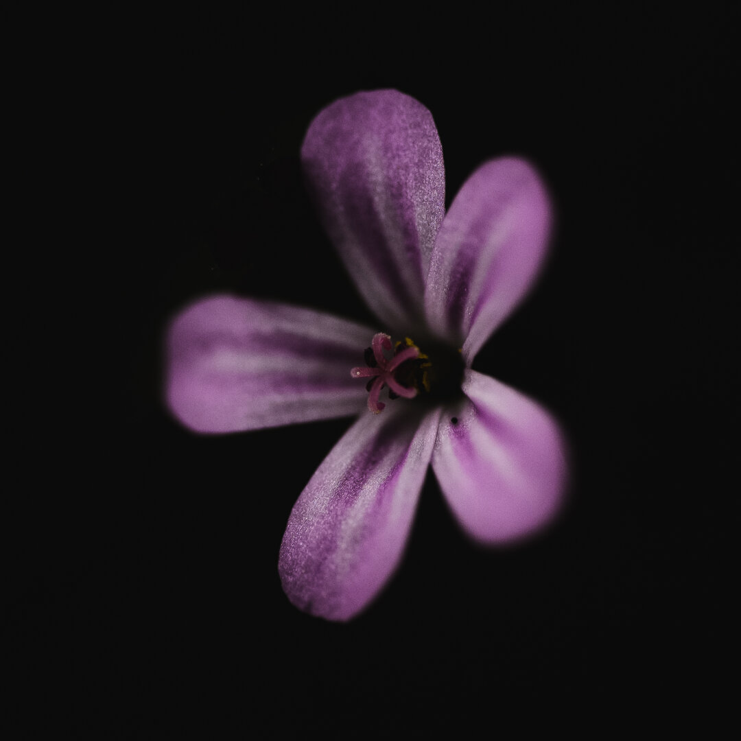 A square low key close up photograph of a single flower of herb-Robert, a small flower with five petal, well separated from each other. The petals are striped white and purple in longitudinal stripes, with the outer edge predominantly purple.

In the middle is a purple five-lobed pistil, like a little star.

The flower is facing toward the camera and to the left.

The surrounding background is almost pitch black.