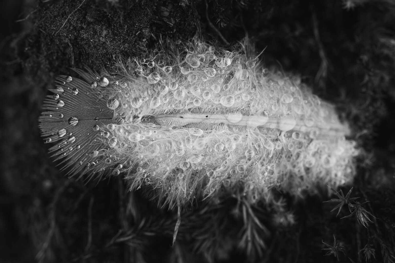 A monochrome close up photograph of a down feather. The feather is photographed from above and most of the feather is a typical fluffy white down with the tip darker and resembling a regular feather tip.

The feather is covered in small spherical water drops after recent rainfall, and is surrounded by moss.
