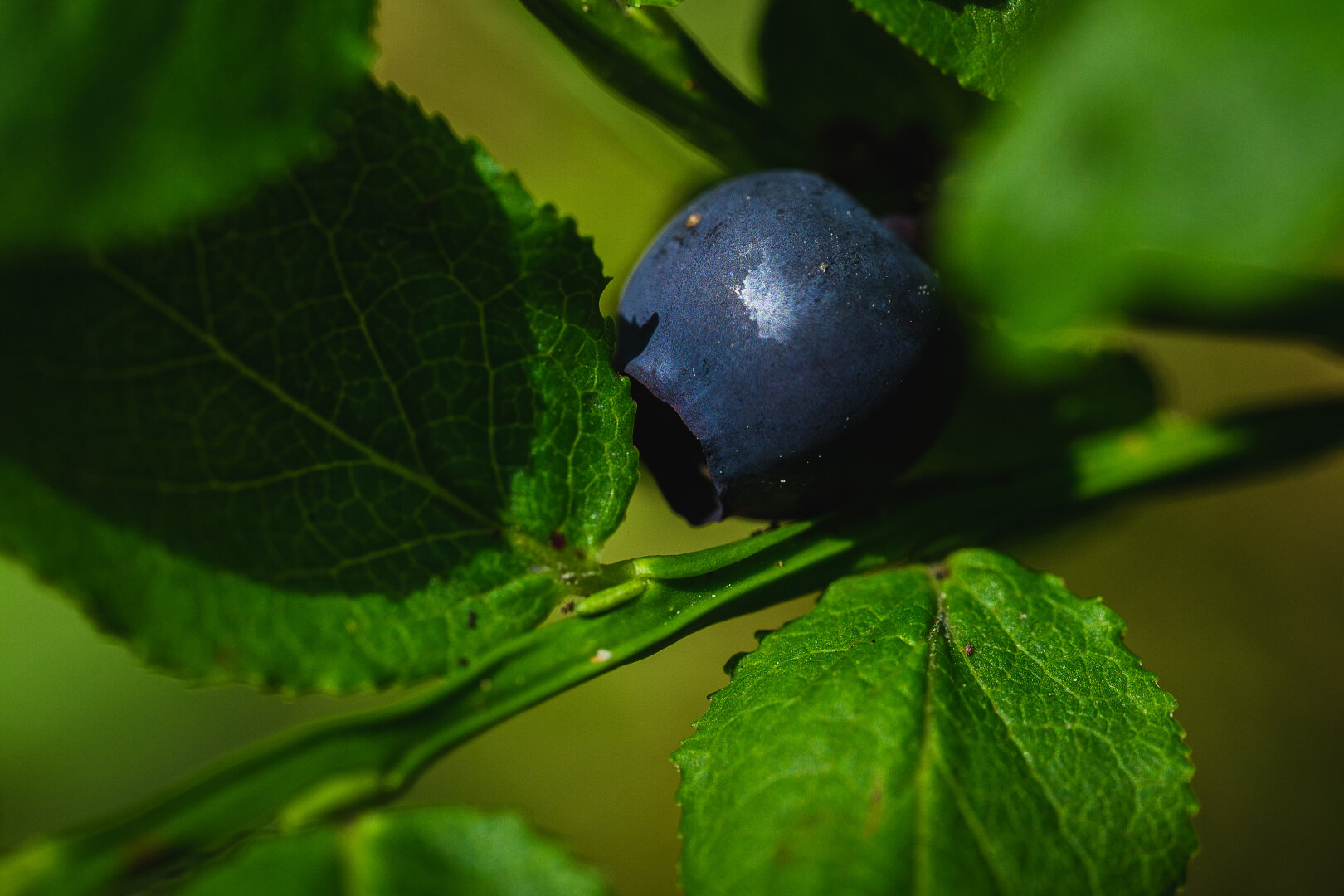 A sunlit macro photograph of a blueberry on a blueberry shrub. The stalk of the shrub forms a green diagonal through the image, with the blueberry nestled between green leaves above the stalk and to the right in the image.

The stalk, berry and most leaves are in direct sunlight as is the blurry, olive green background behind them.