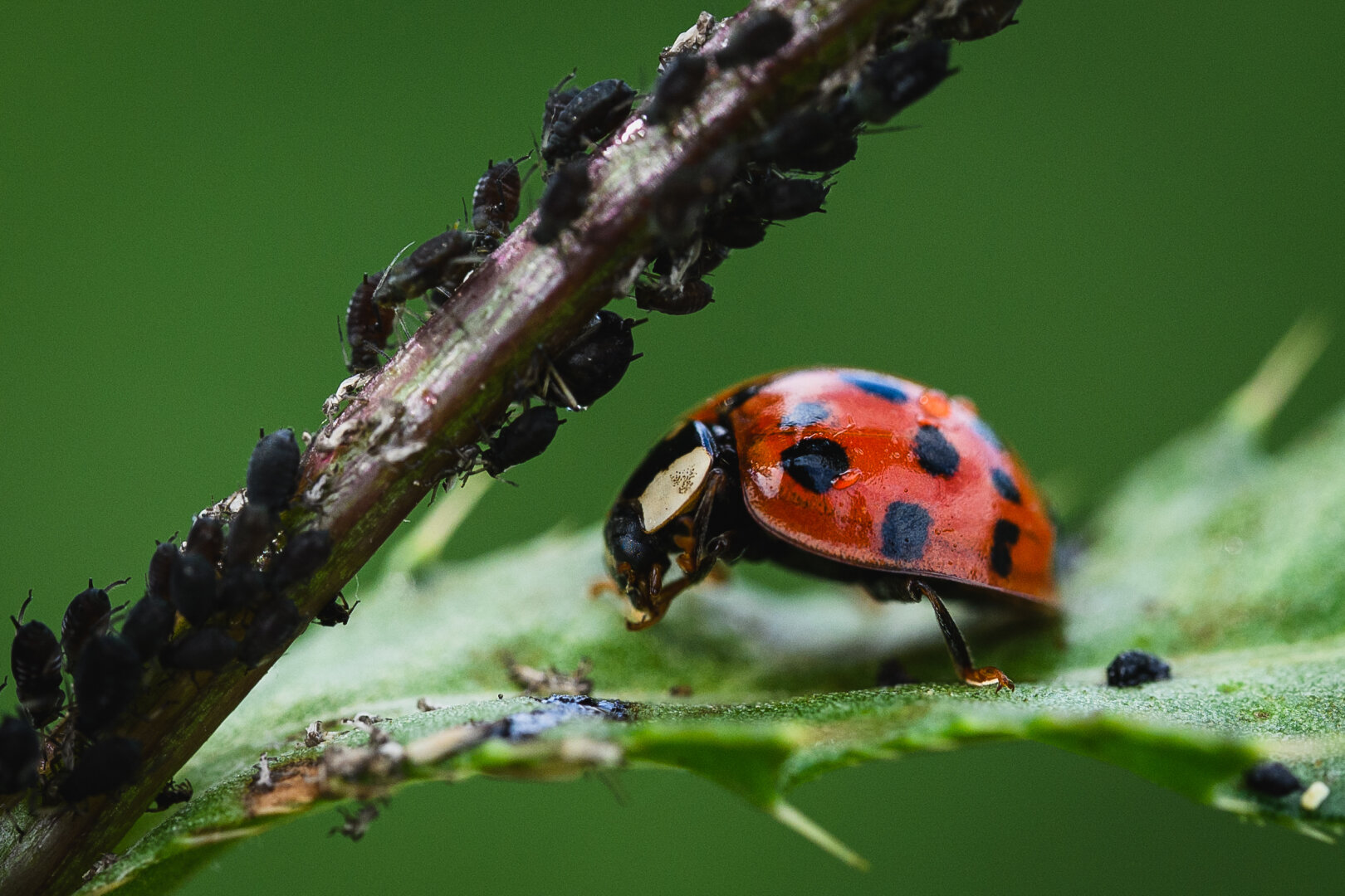 A close up macro photograph in side profile of a ladybug with red shield and black dots, feasting on aphids.

The ladybug is sitting on a horizontal green leaf on a thistle plant, with small debris around it.

diagonally up from the lower left corner, passing over the ladybug, the stem of the thistle from where the leaf is growing out from, and the stem is packed full of black aphids.

The background is a uniform, bright green, completely out of focus surrounding greenery.