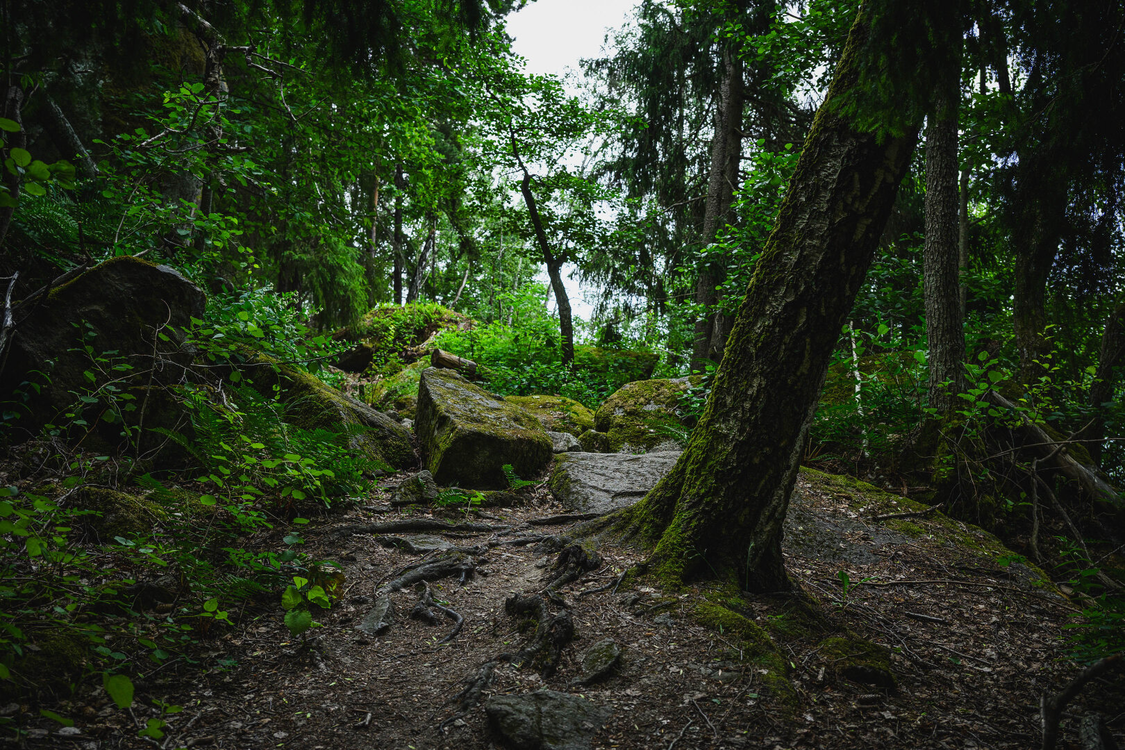 A photograph of an uneven, footpath in a lush green forest. In the foreground the path is full of tree roots and a few small stone, and a large, moss covered birch tree leaning to the right growing in the middle of it.

Further in the background the path goes over a number of quite large moss covered boulders.

On both sides of the path the forest consists of lush green undergrowth and large boulders and rocks, mixed with taller trees.

In the middle background a small patch of the bright but overcast sky is visible.
