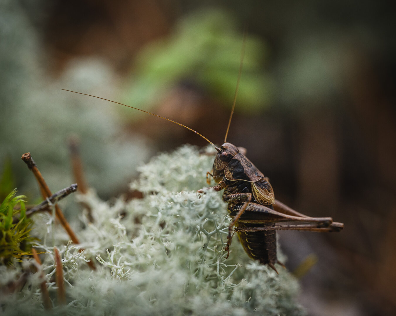 A photograph of a dark bush cricket sitting in a patch of reindeer lichen. The brown and black cricket is sitting with its boy almost vertical and jumping legs folded, photographed from the side.

It has very long antennas, one of which is in sharp focus. 

There are a few pine needles stuck in the reindeer lichen near the lower left corner, together with a small tuft of green moss.

The background is a multicoloured blur of brown, green and the almost mint green of more reindeer lichen further back.