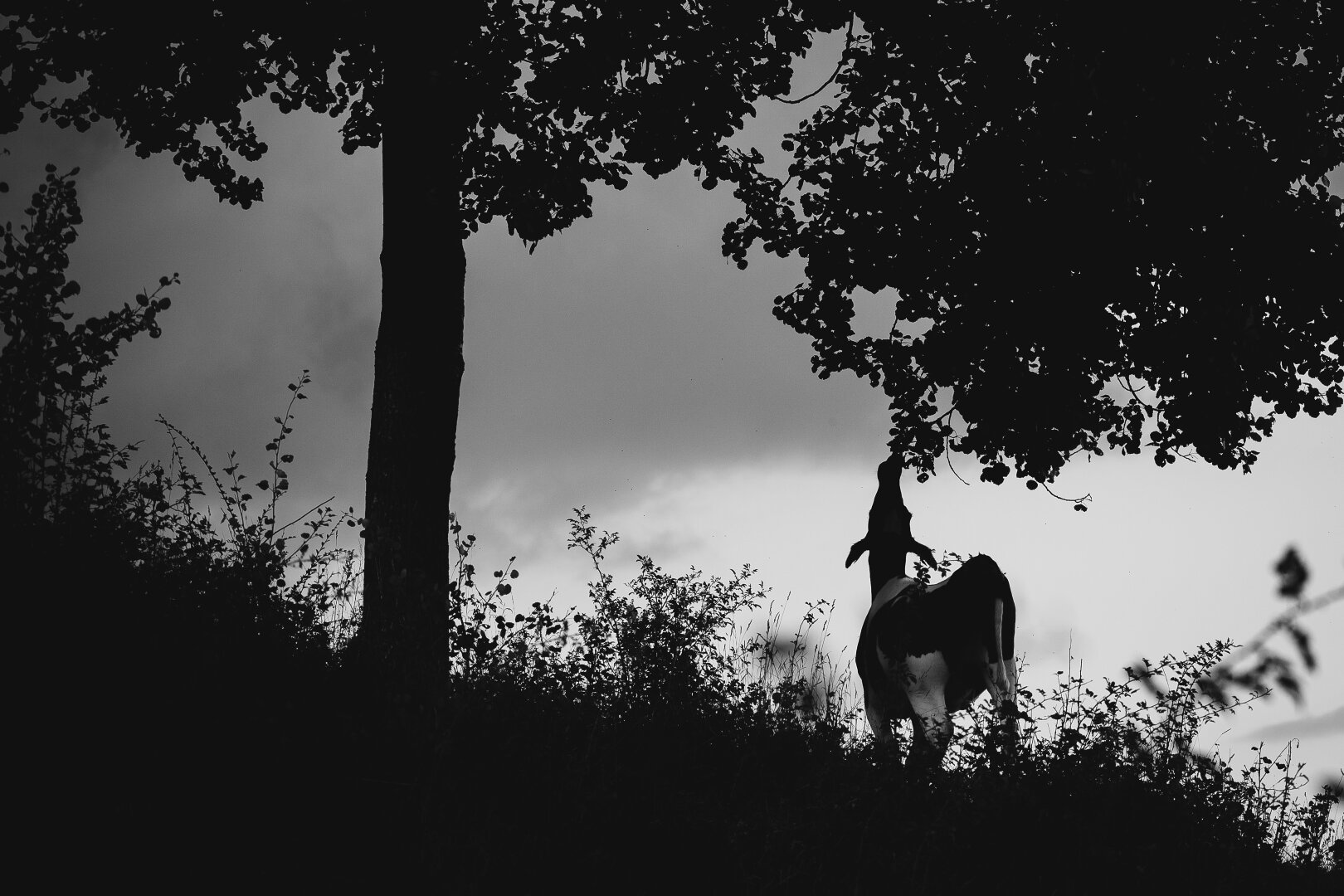 A monochrome photograph of a cow, standing a couple of meters to the right of a tree. The foreground has an upward slope from left to right and along the top edge, the crown of the tree forms a matching diagonal. along the entire slope, small shrubs and bushes grow

In the space between, the trunk of the tree stand to the left and to the right is the cow, reaching up and eating from the leaves of the tree, from the lowest hanging branches, and behind them is a cloudy but quite bright sky.

The foreground vegetation and the tree appear as dark silhouettes against the background sky.