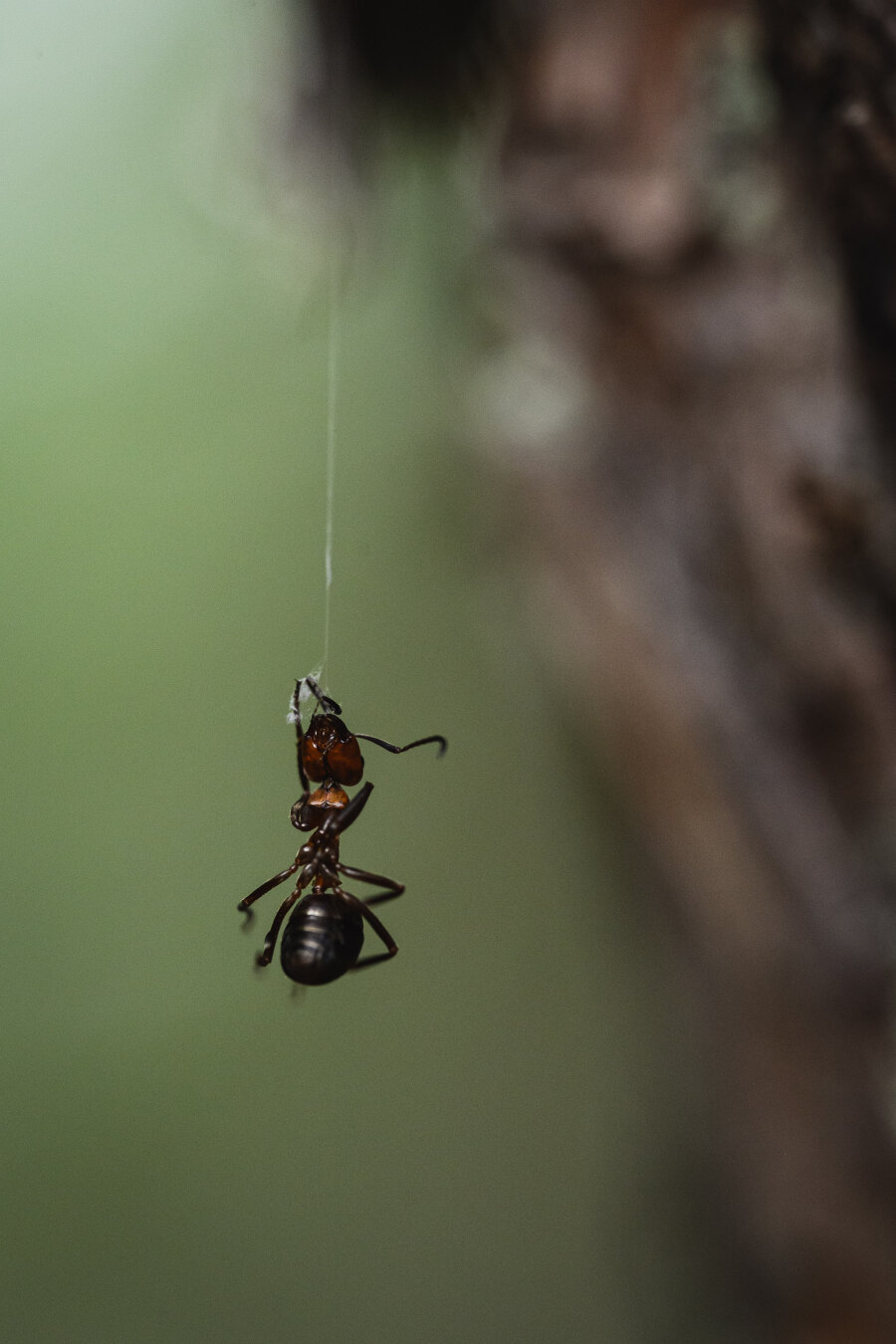 A vertical close up photograph of a red wood ant, hanging from and entangled in a single strand of spider web. The ant has gotten one of its antennae and front legs entangled in the end of a spider silk strand that hangs down from a pine tree. The ant is in clear focus and in the right hand background is the out of focus trunk of the pine tree that the silk strand hangs down from.

The background on the left side, behind the ant, is a pale, bright green blur, almost mint green.