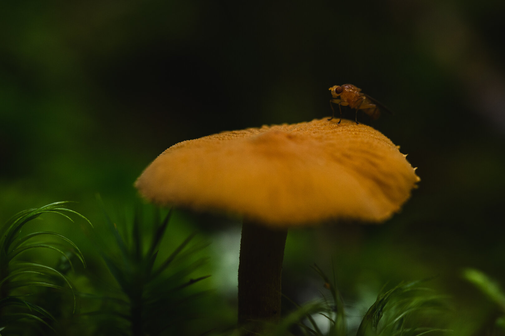 A close up photograph of an orange mushroom with a small fly sitting on top of it. The cap of the mushroom has a matte texture and is a pale, muted orange and is quite flat.

Near the right edge a small fly sits, almost the same colour as the cap.

The mushroom is surrounded by green haircap moss and the background is a quite dark, blurry green of varying brightness.