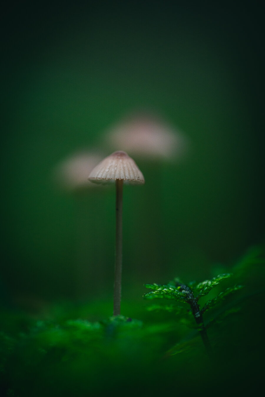 A close up photograph of a small and relative to its size, tall mushroom. The mushroom has a dark greyish brown thin stalk and a light conical gilled cap, darker in the center and radial stripes.

The mushroom is surrounded by bright green moss and in the background are two more of the same kind of mushroom, very blurry and out of focus, but still recognizable.

The background is an almost uniform bluish green, darker around the edges.
