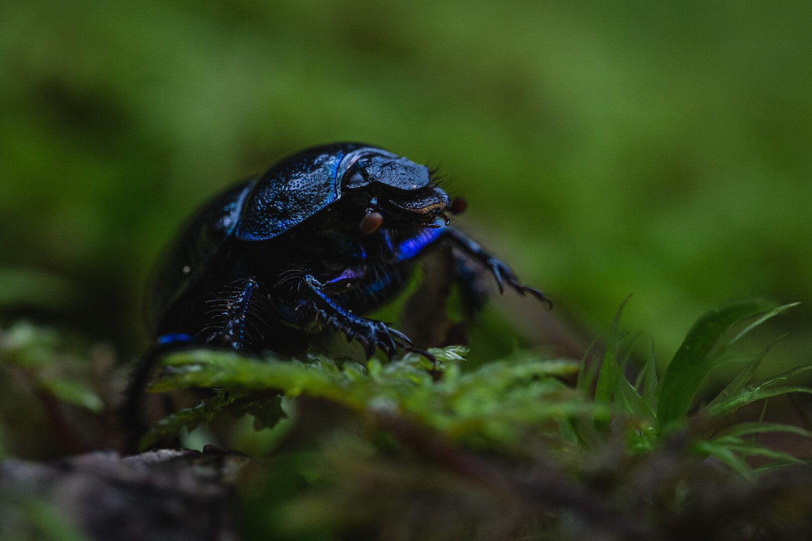 A close up photograph of a woodland dor beetle crawling through moss. The beetle, with head, front legs and front shield in focus, is black with an intense blue metallic sheen.

The beetle is surrounded by bright green moss and background is a green blur.