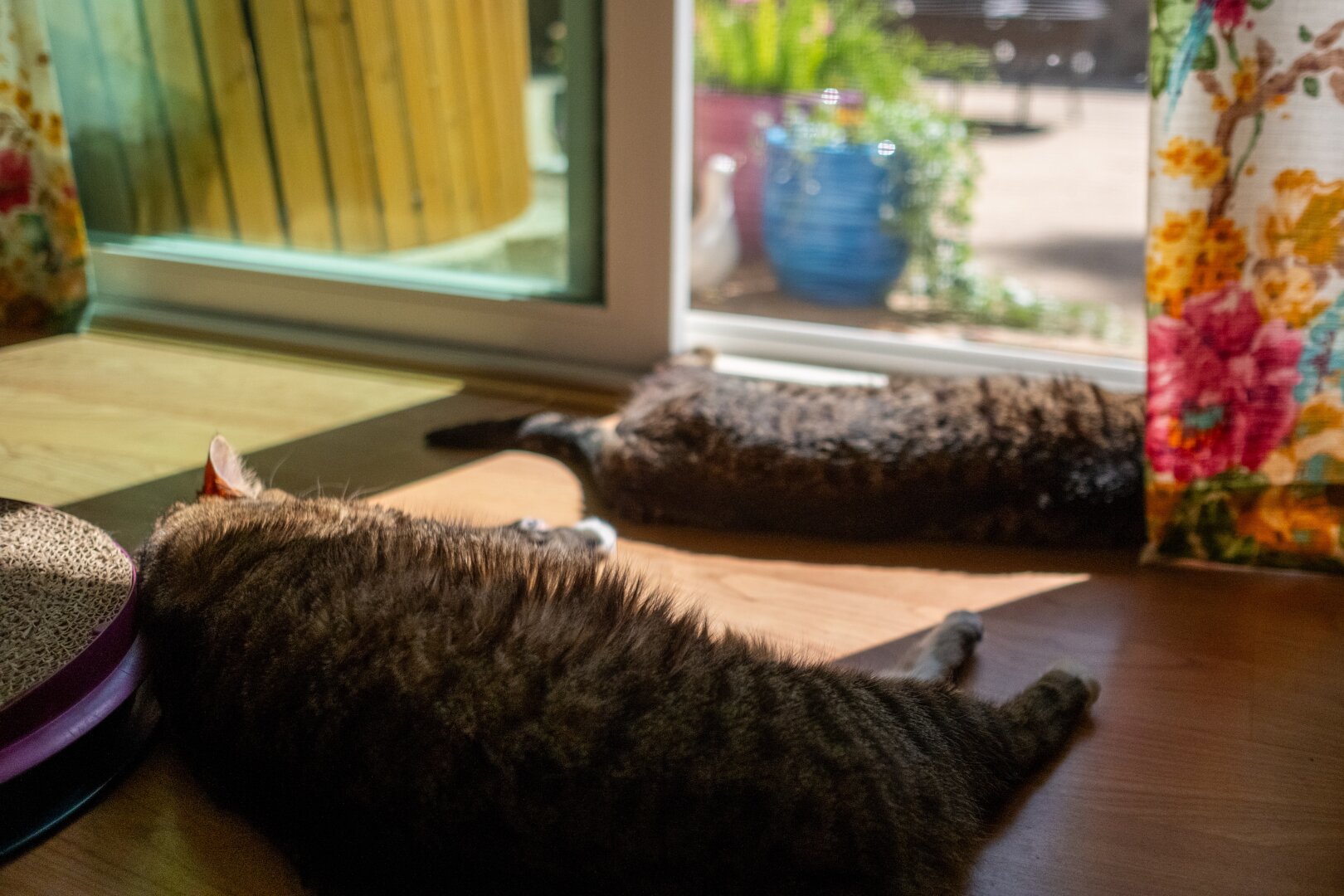 Two tabby cats snoozing on a warm floor. [Fuji X-T5 / Fuji 23 1.4]