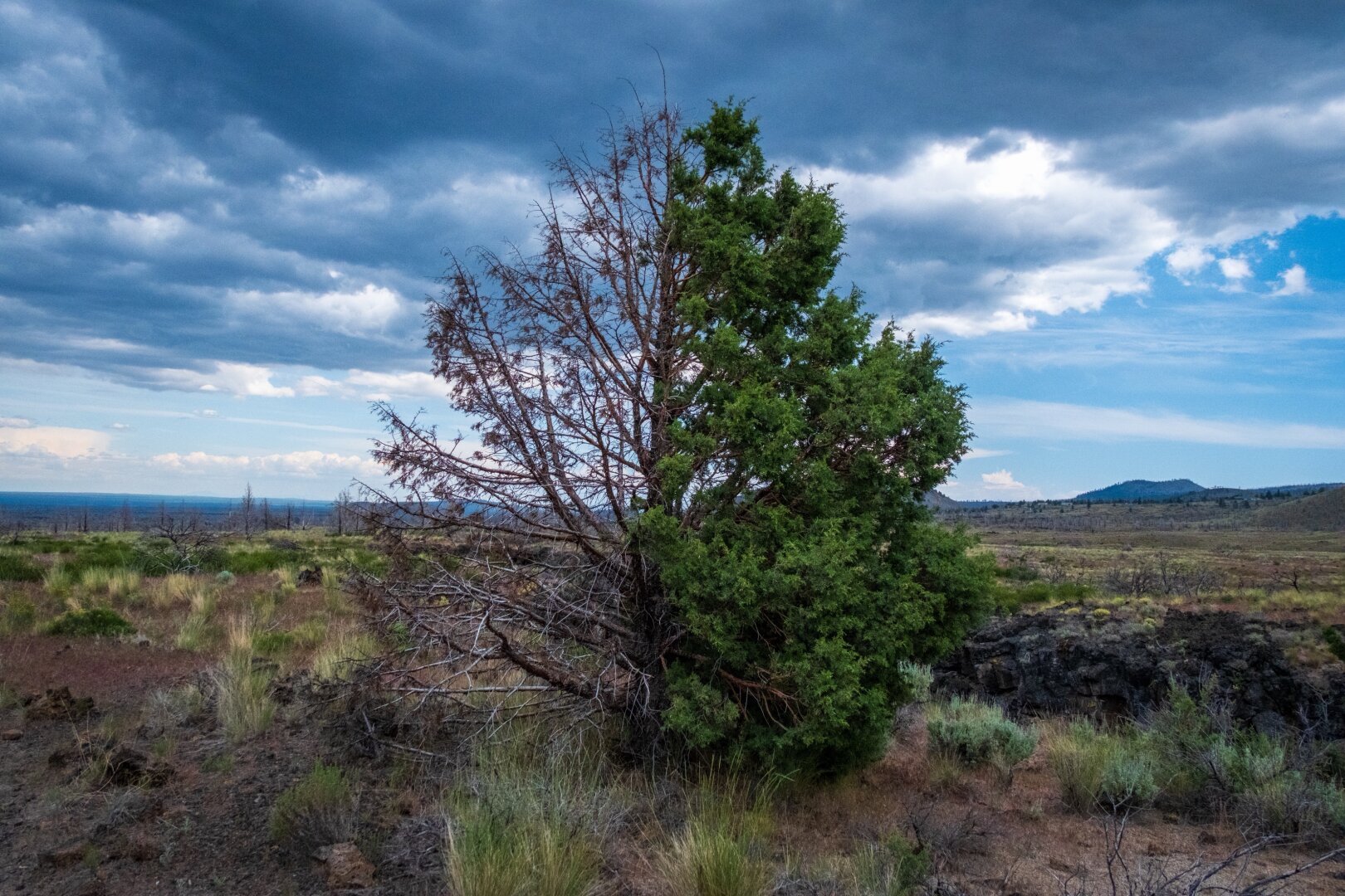 A tree sits under dramatic skies – one half brushy, one half naked branches. [Fuji X-T5 / Tamron 18-300]