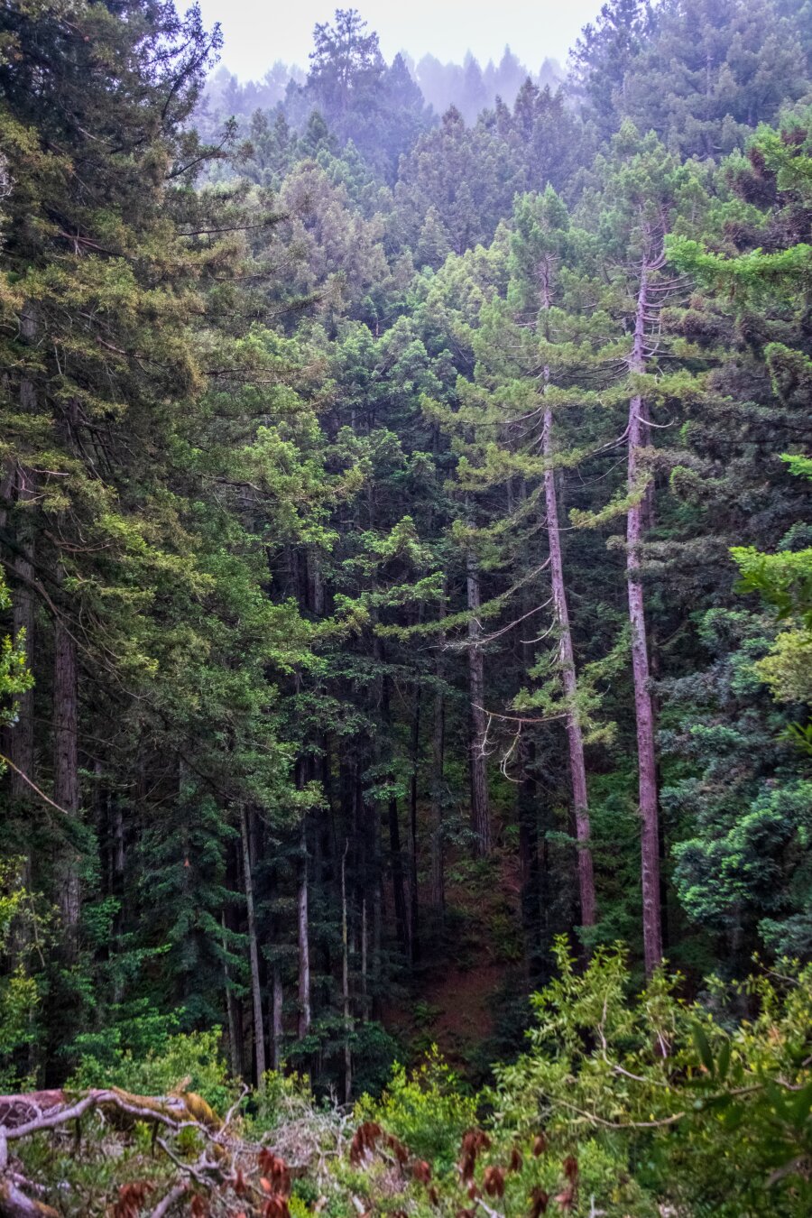 A view toward a group of trees in a forest; a gap in them shows a path within. [Fuji X-T5 / Tamron 18-300]
