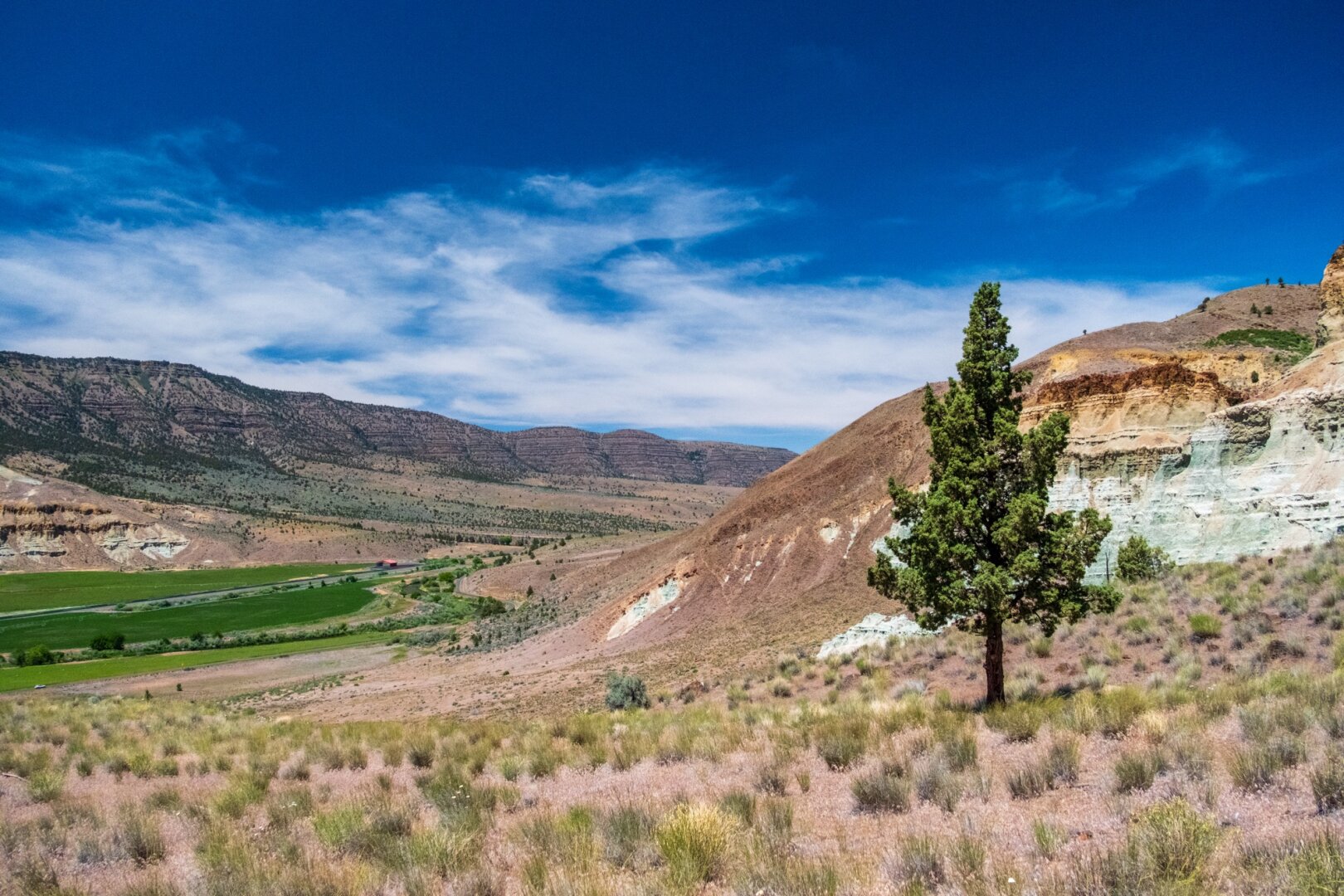 A little tree stands on a dry hillside, with irrigated fields below. [Fuji X-T5 / Tamron 18-300]