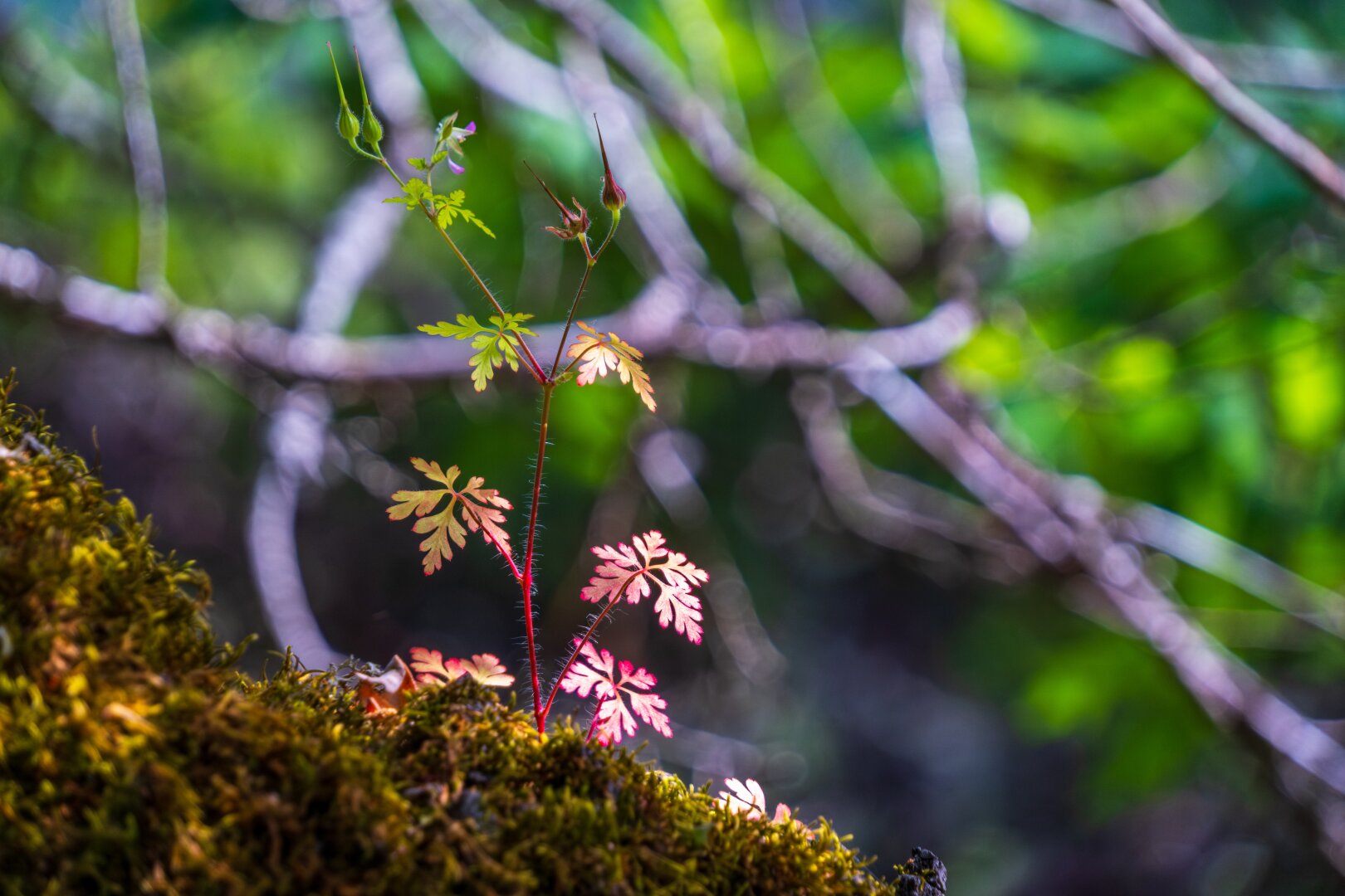 A little stubby plant grows off of a lichen-covered rock. [Fuji X-T5 / Tamron 18-300]