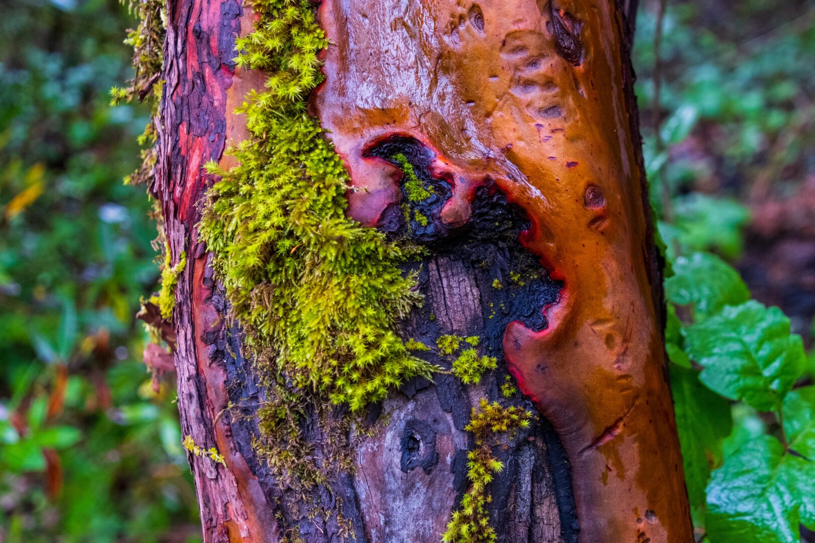 All sorts of things going on with a tree's bark – moss and scarring. [Fuji X-T5 / Tamron 18-300]