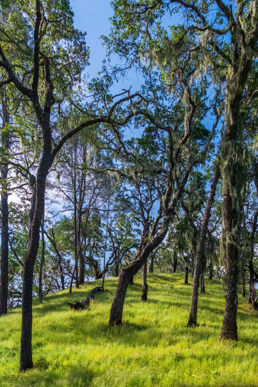 Trees covered in Spanish moss sit amidst green grass in the morning sun. [Fuji X-T5 / Tamron 18-300]