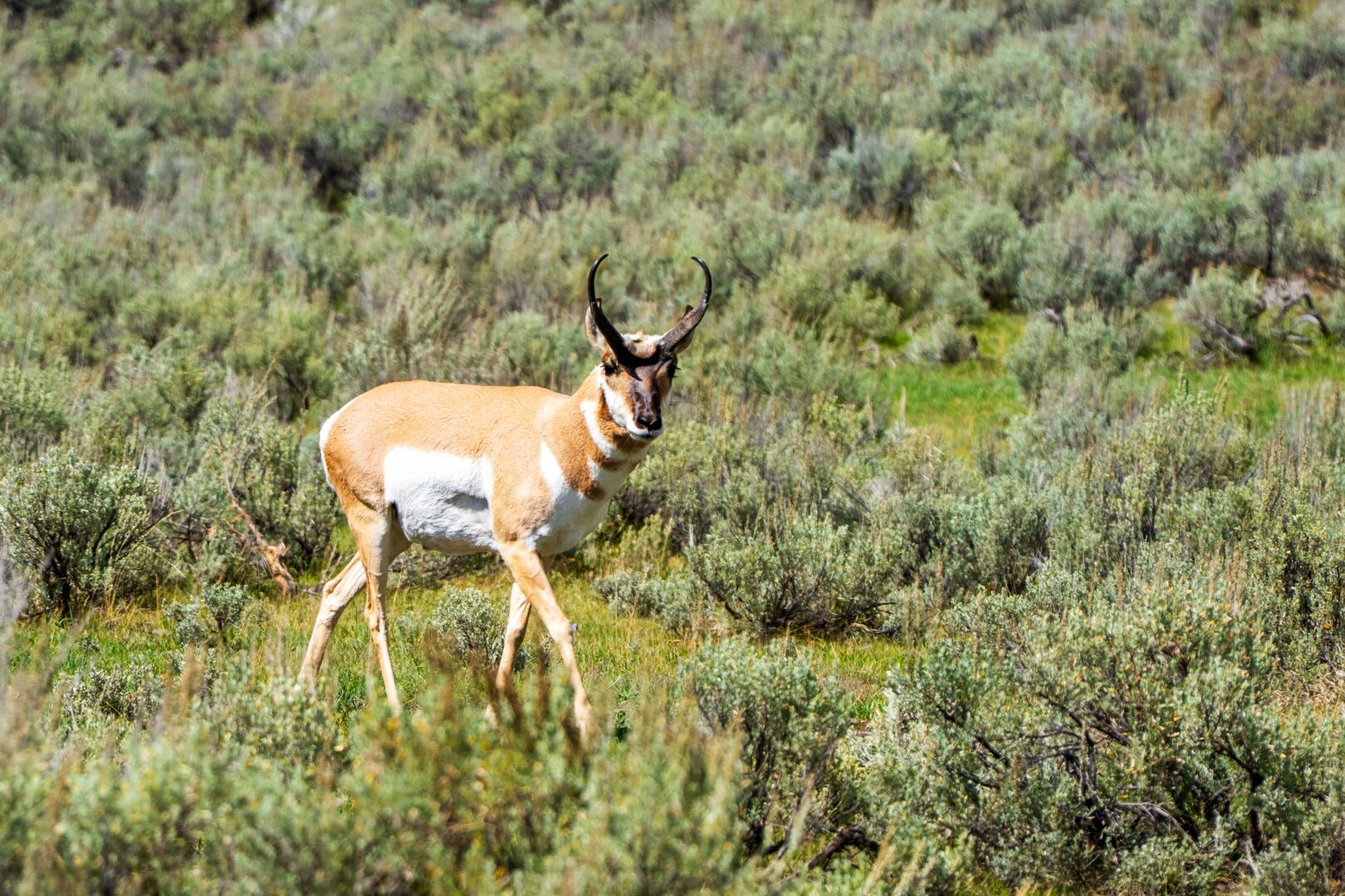A pronghorn antelope walks by amidst low greenery. [Sony A7R V / Tamron 25-200]