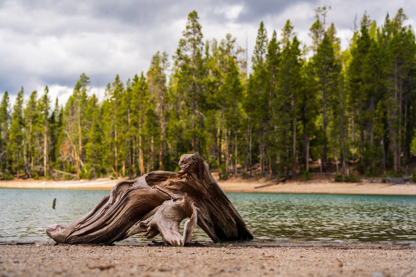 Driftwood sits on a beach with trees behind and clouds overhead. [Sony A7R V / Tamron 25-200]