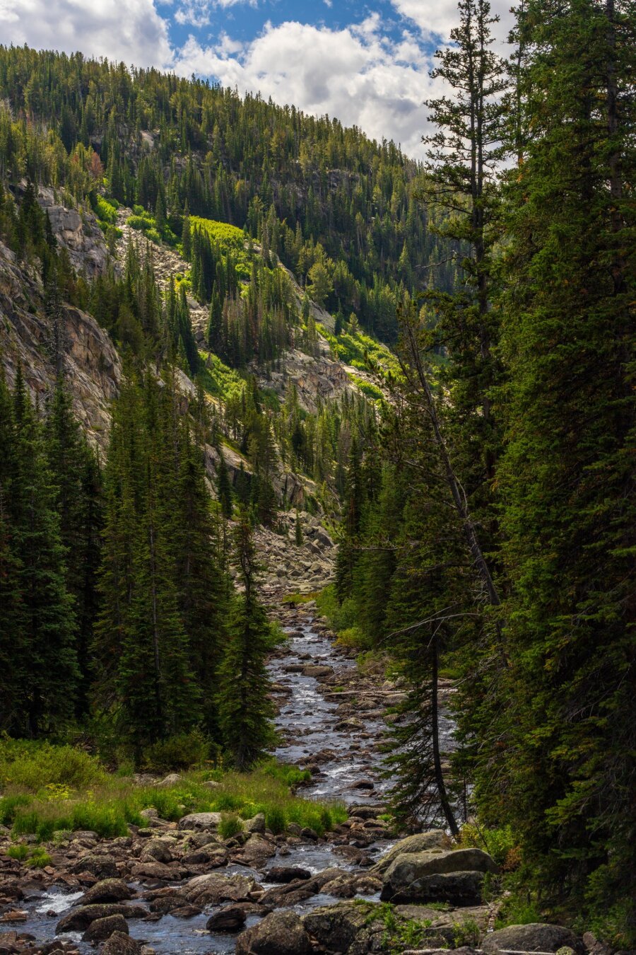 A river runs through heavily-forested woodland. [Sony A7R V / Tamron 25-200]
