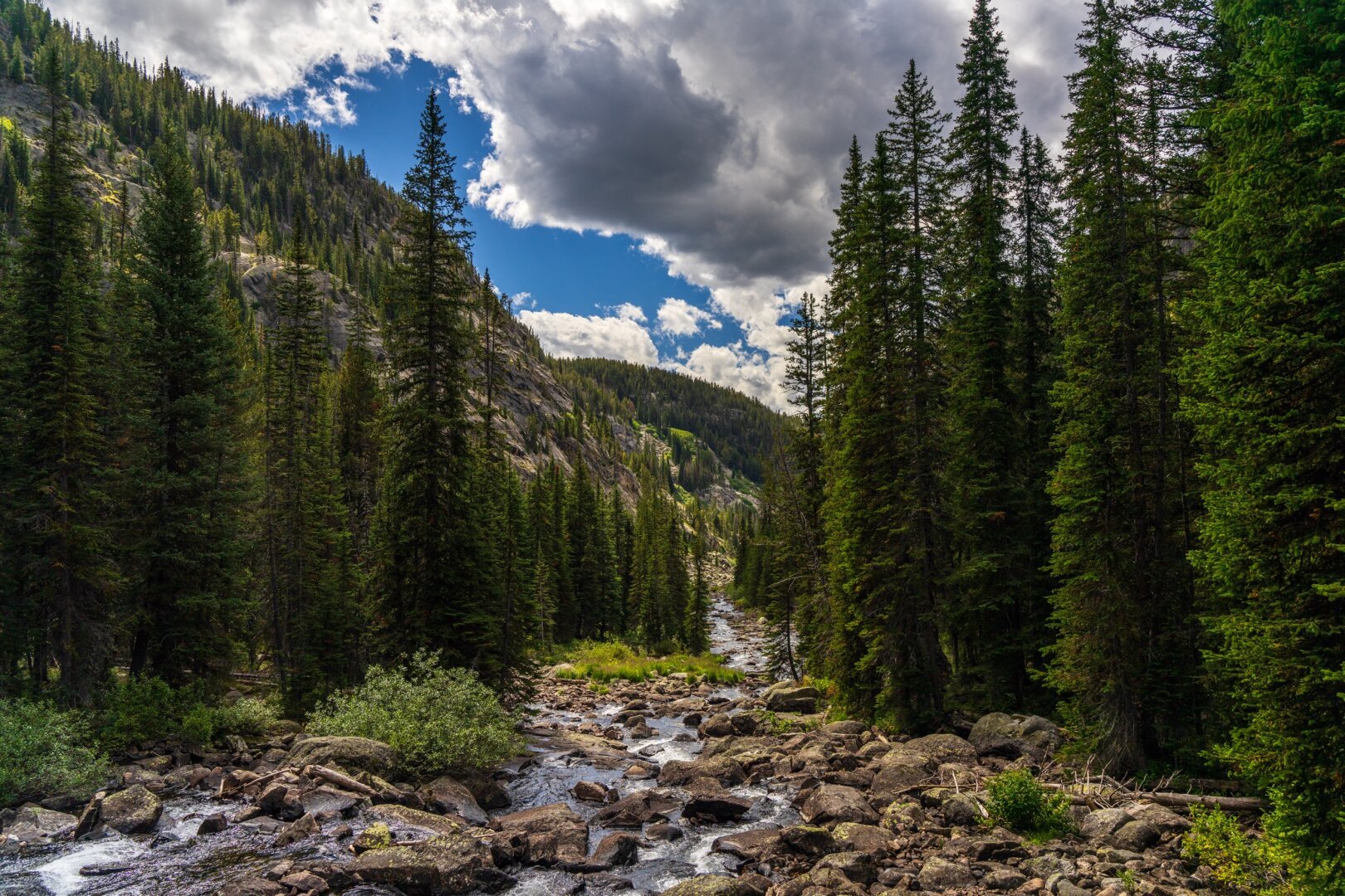 A creek runs through tall trees with clouds behind [Sony A7R V / Tamron 25-200]