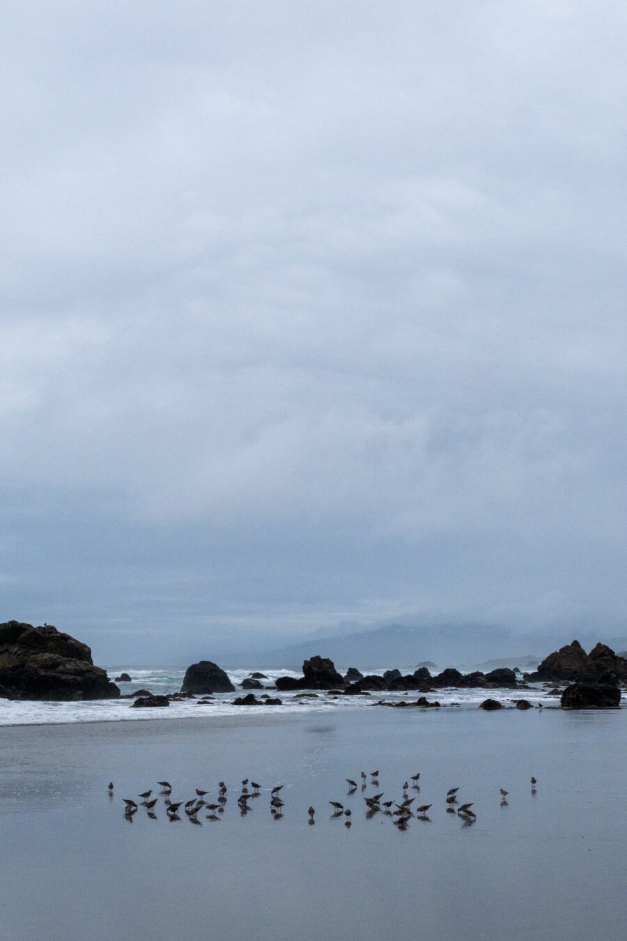 Many little birds sitting on the beach, in front of rocks and the sea, on a cloudy day. [Fuji X-T5 / Sigma 17-40 1.8]