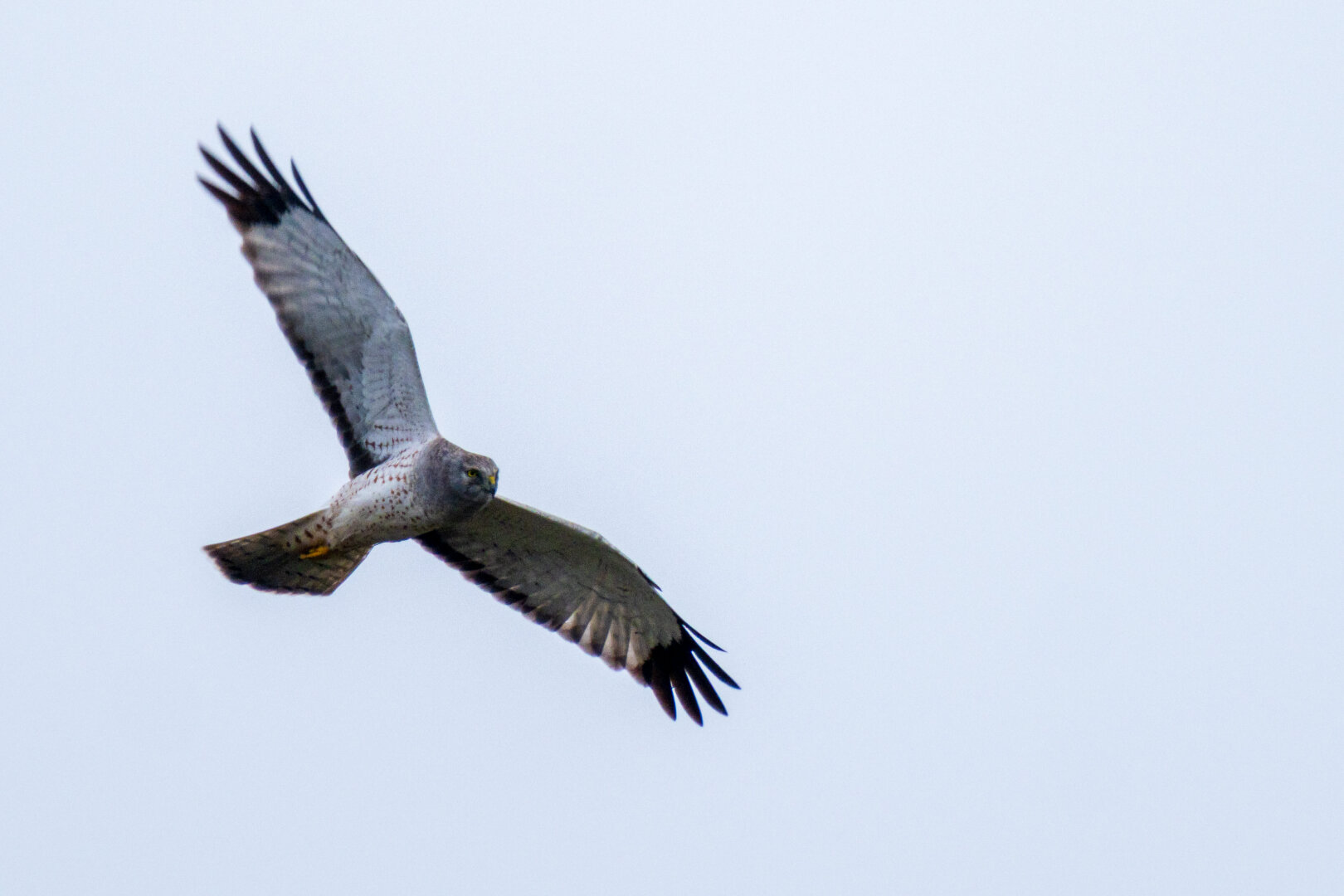 A harrier swoops over, looking ahead. [Fuji X-T5 / Tamron 18-300]