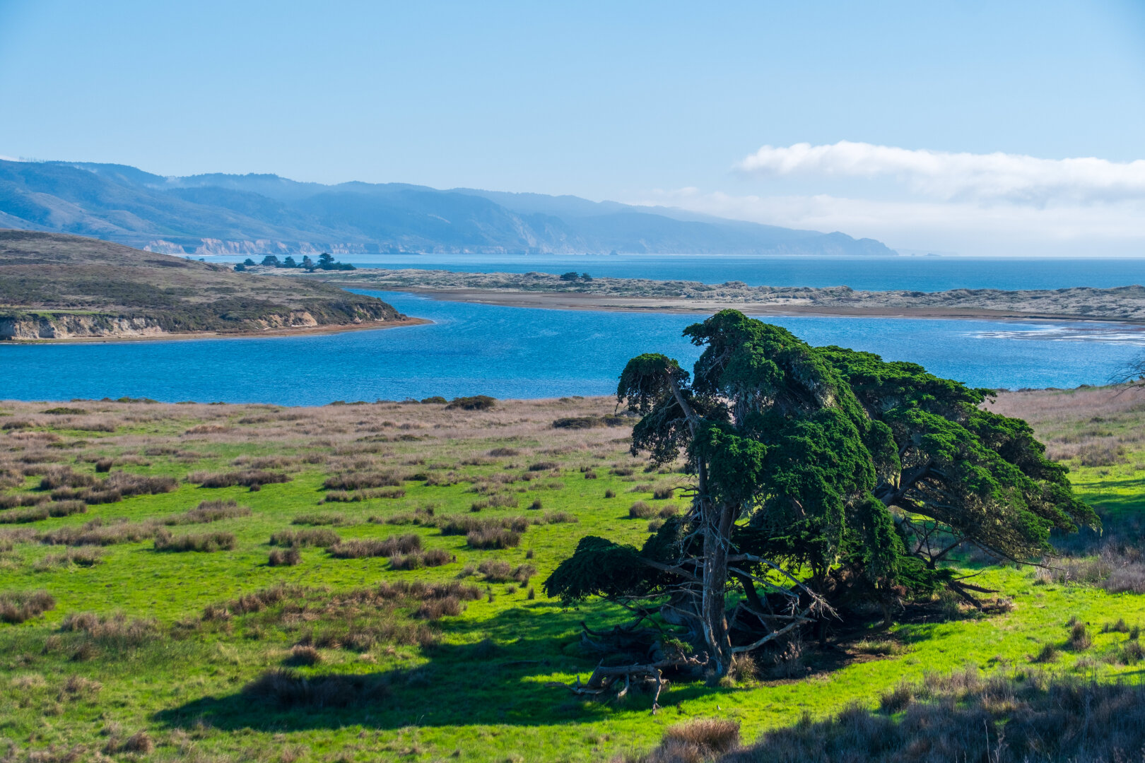 A free in the foreground, with a bay and cliffs behind. [Fuji X-T5 / Tamron 18-300]