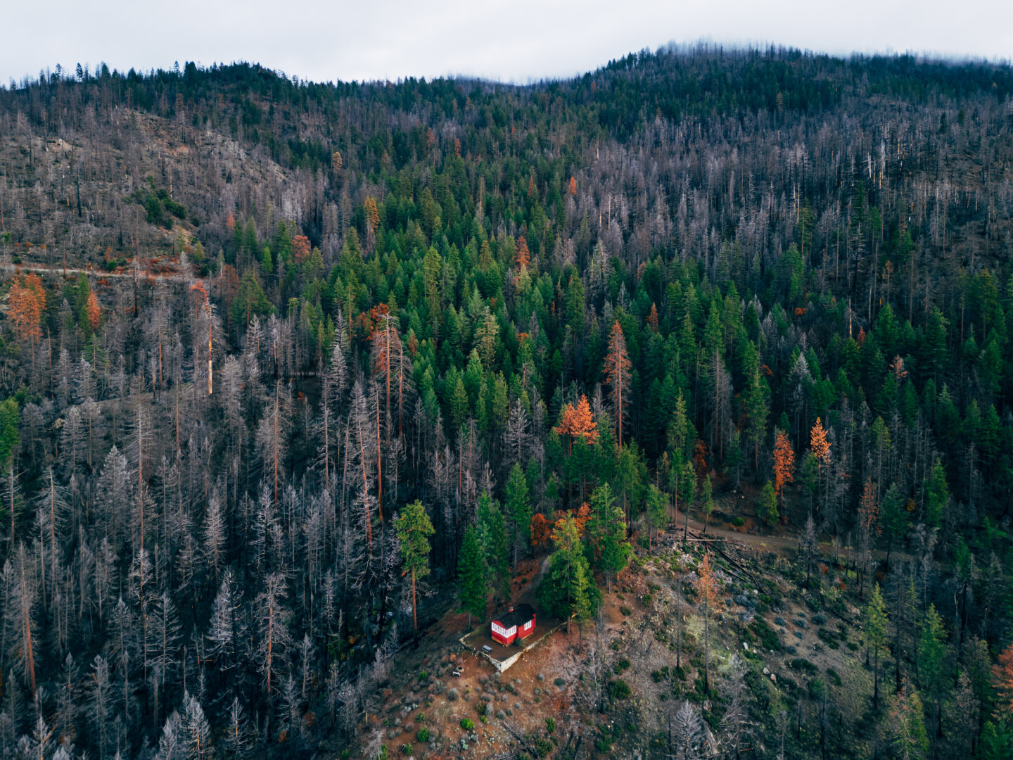 A little red cabin stands at the "front" of a forested hill, with mist behind. [DJI Mini 3 Pro]