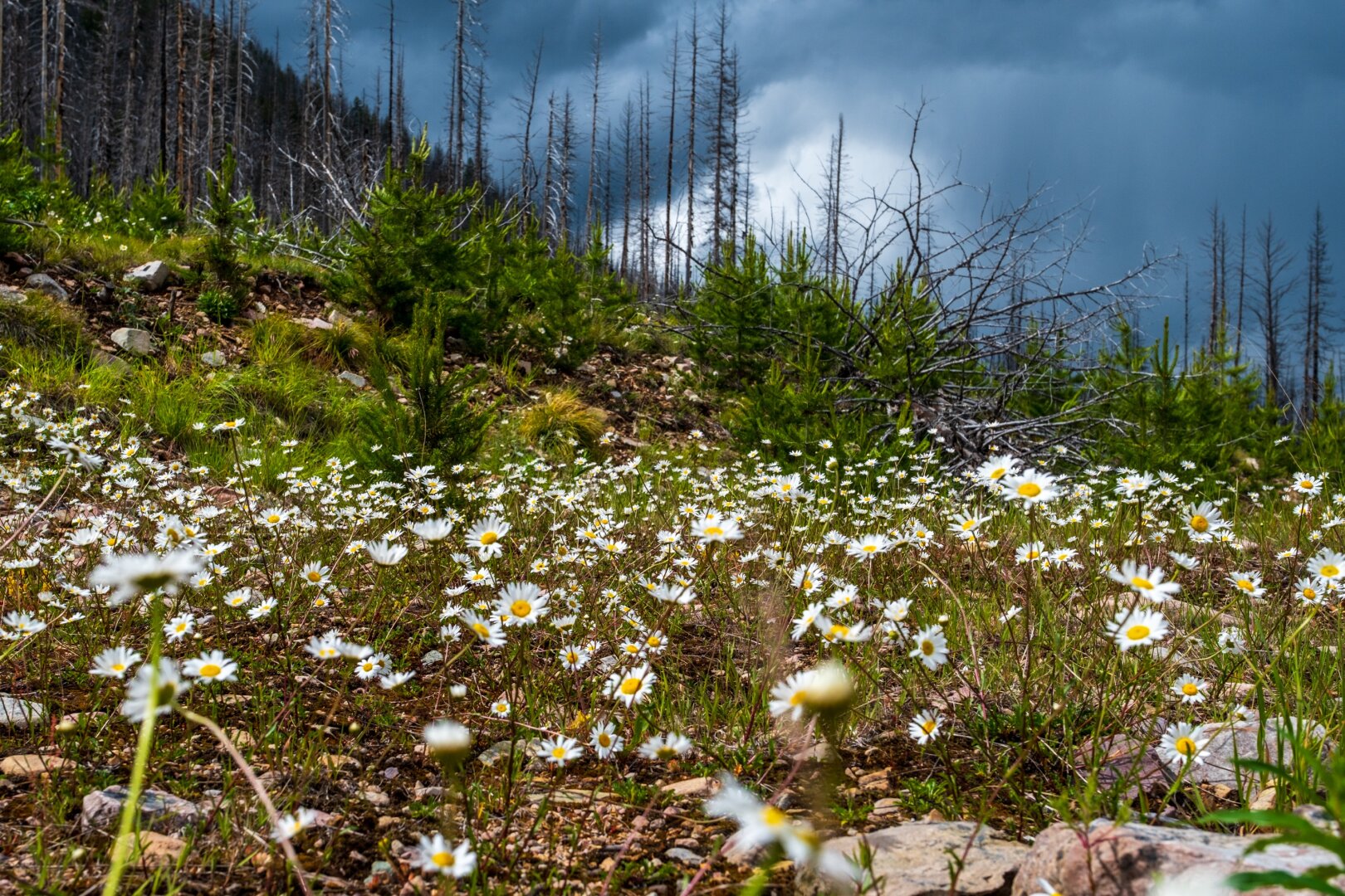 Little flowers in the foreground with gloomy clouds and trees behind. [Fuji X-T5 / Sigma 17-40 1.8]
