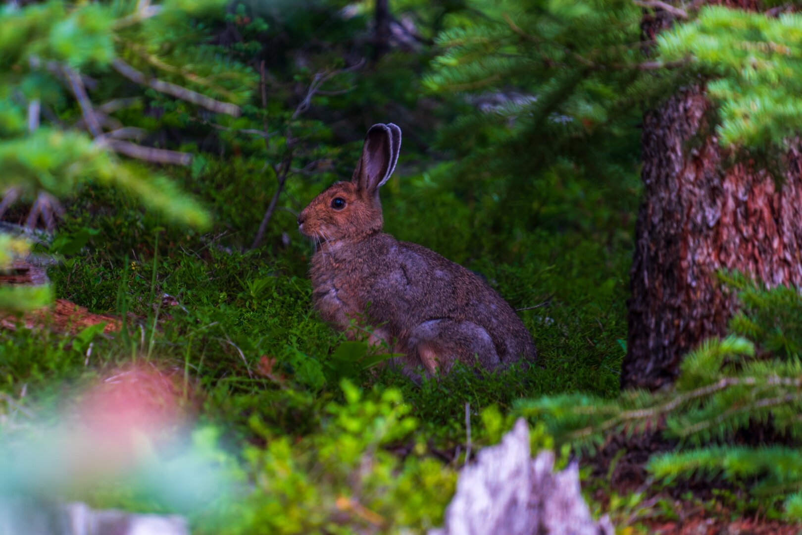 A rabbit sits in a grassy little hidey-hole, behind trees. [Fuji X-T5 / Tamron 18-300]