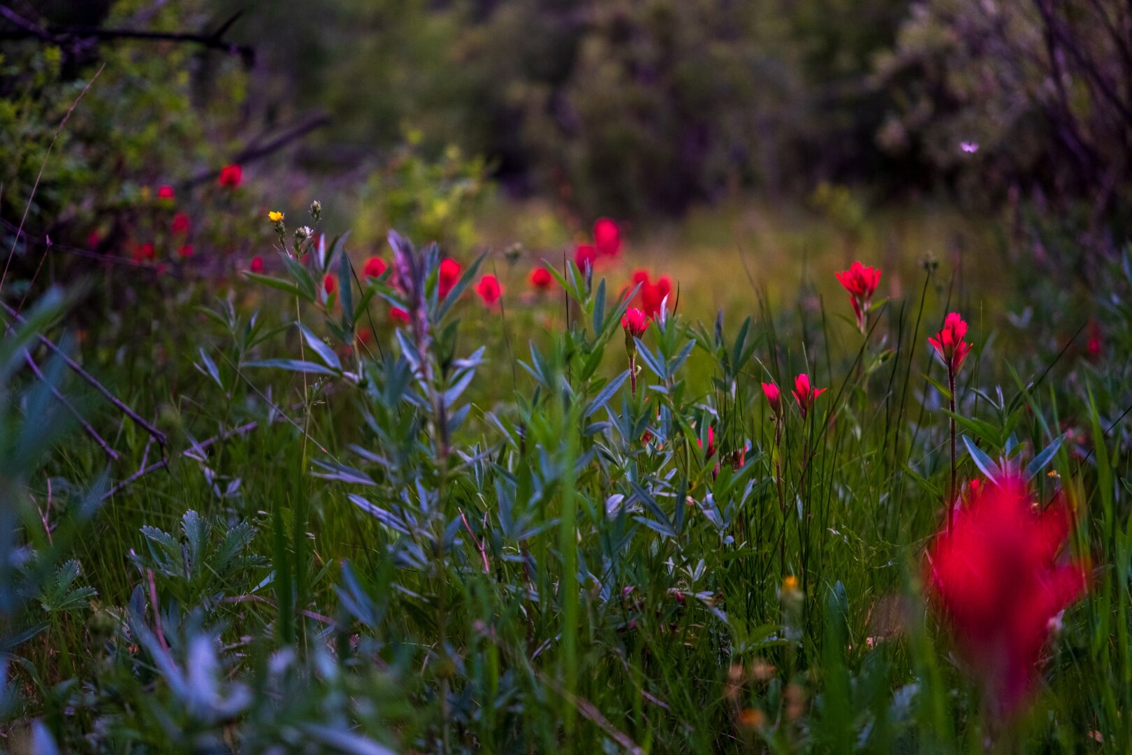 Red flowers sit amidst grass under orangey light. [Fuji X-T5 / Sigma 17-40 1.8]