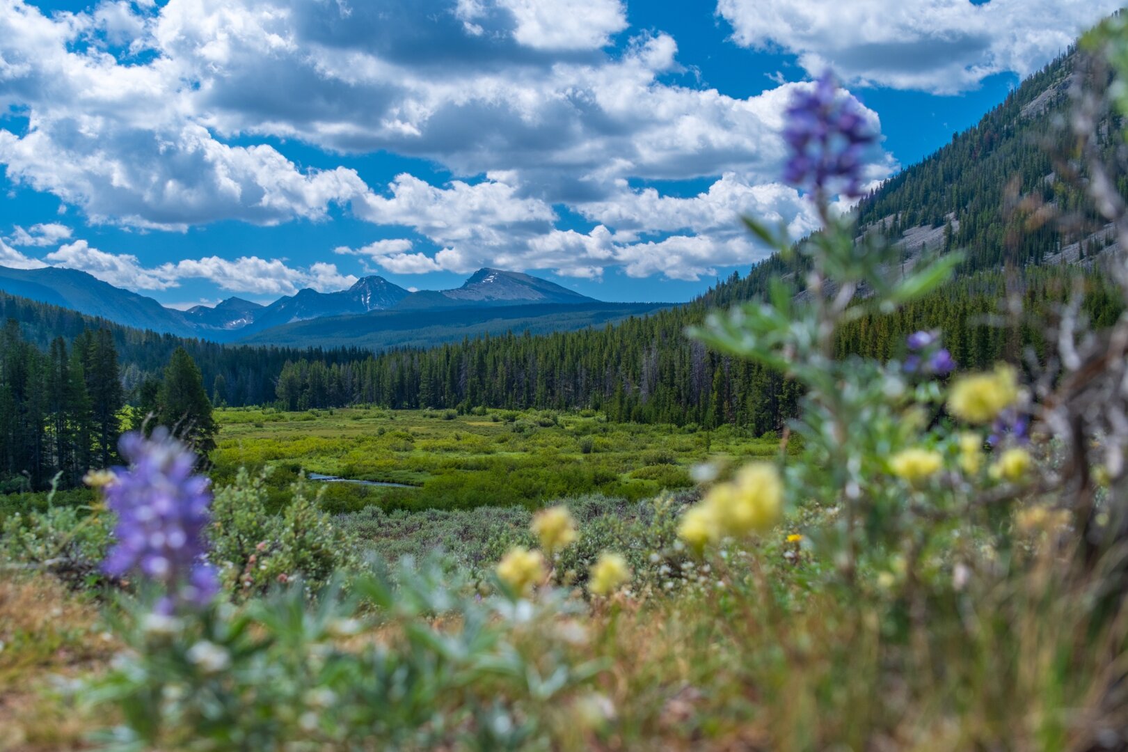 Large mountains rise behind a green valley, with out of focus flowers in the foreground. [Fuji X-T5 / Tamron 18-300]