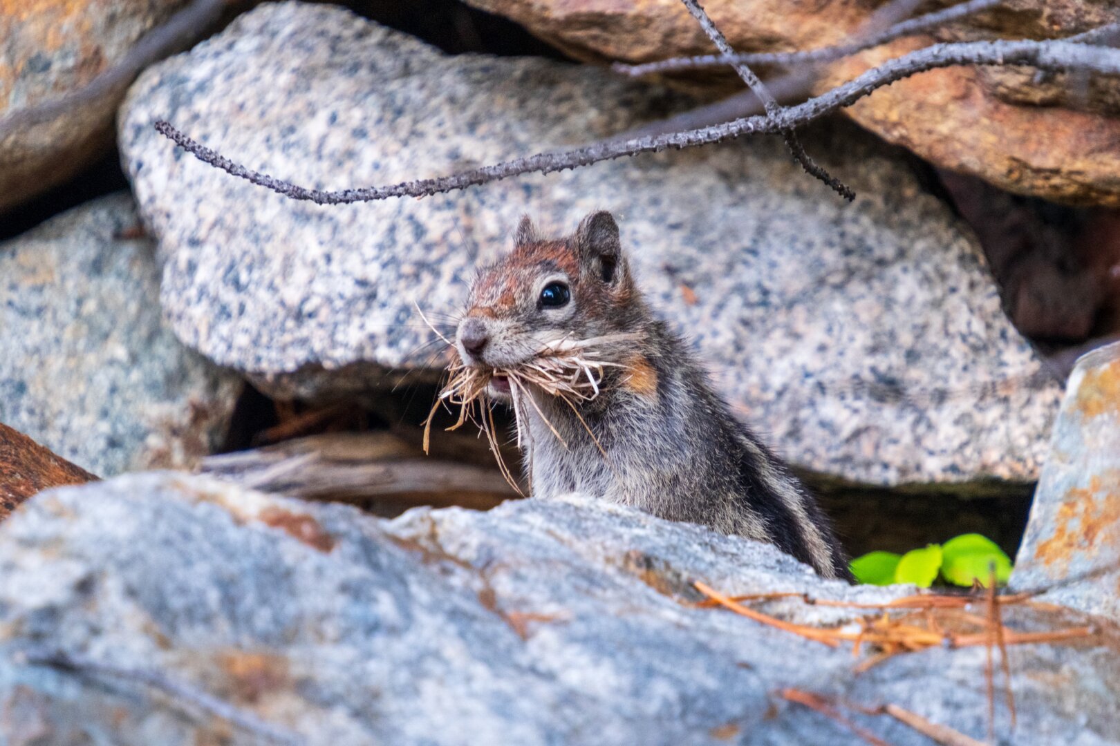 A little squirrel pokes its head up, its mouth filled with grass. [Fuji X-T5 / Tamron 18-300]