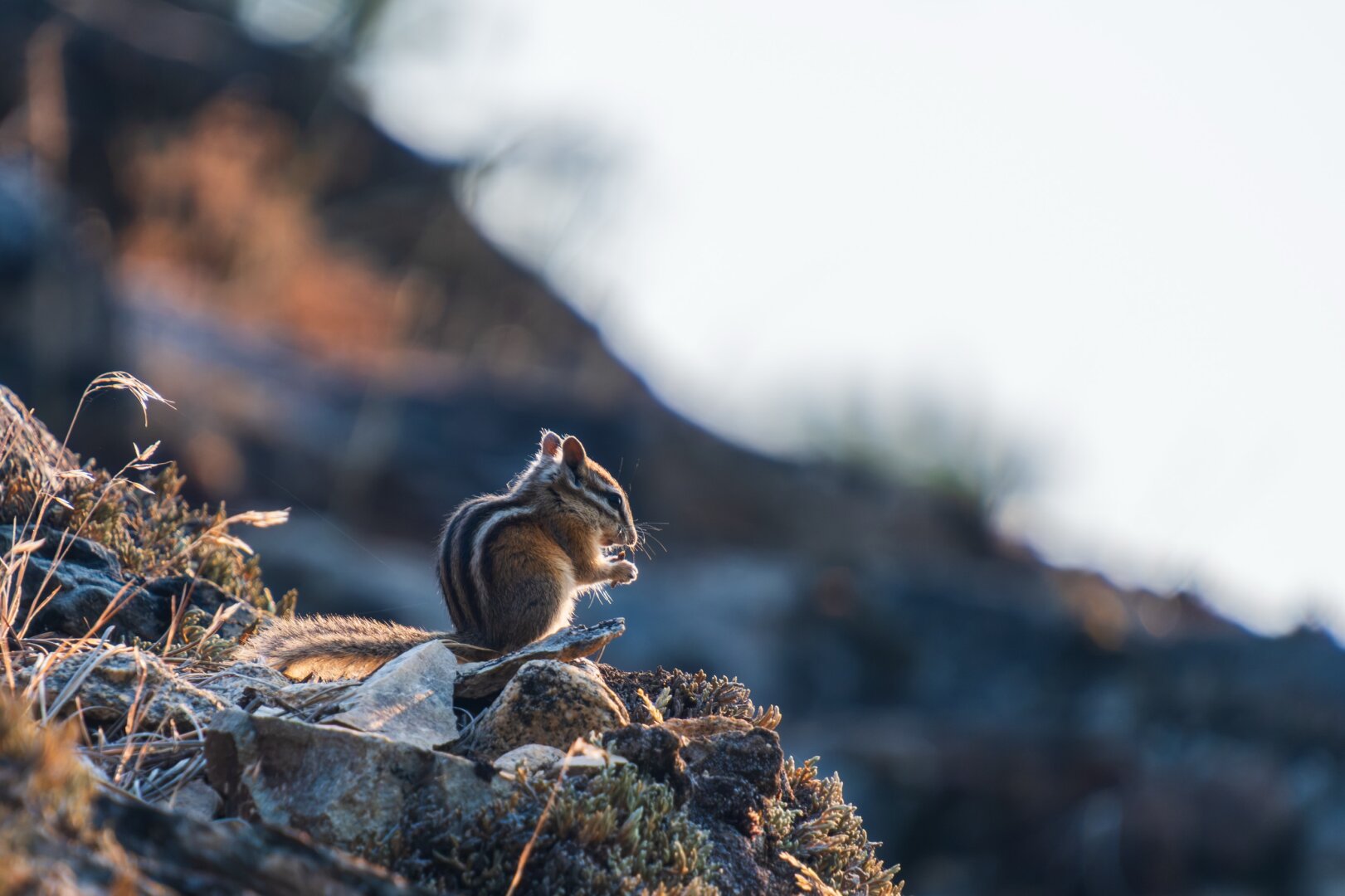 A little chipmunk sits on a rock in the morning light, having a snack. [Fuji X-T5 / Tamron 18-300]