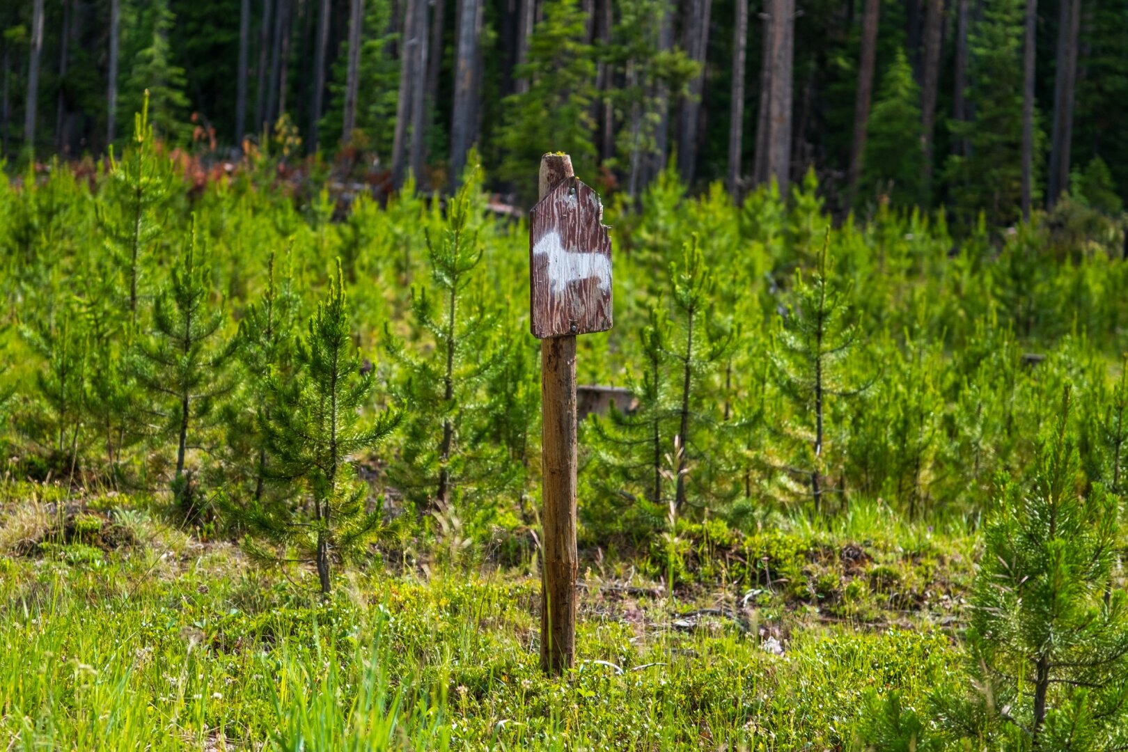 A handmaid sign in the woods depicts the silhouette of a weiner dog. [Fuji X-T5 / Tamron 18-300]