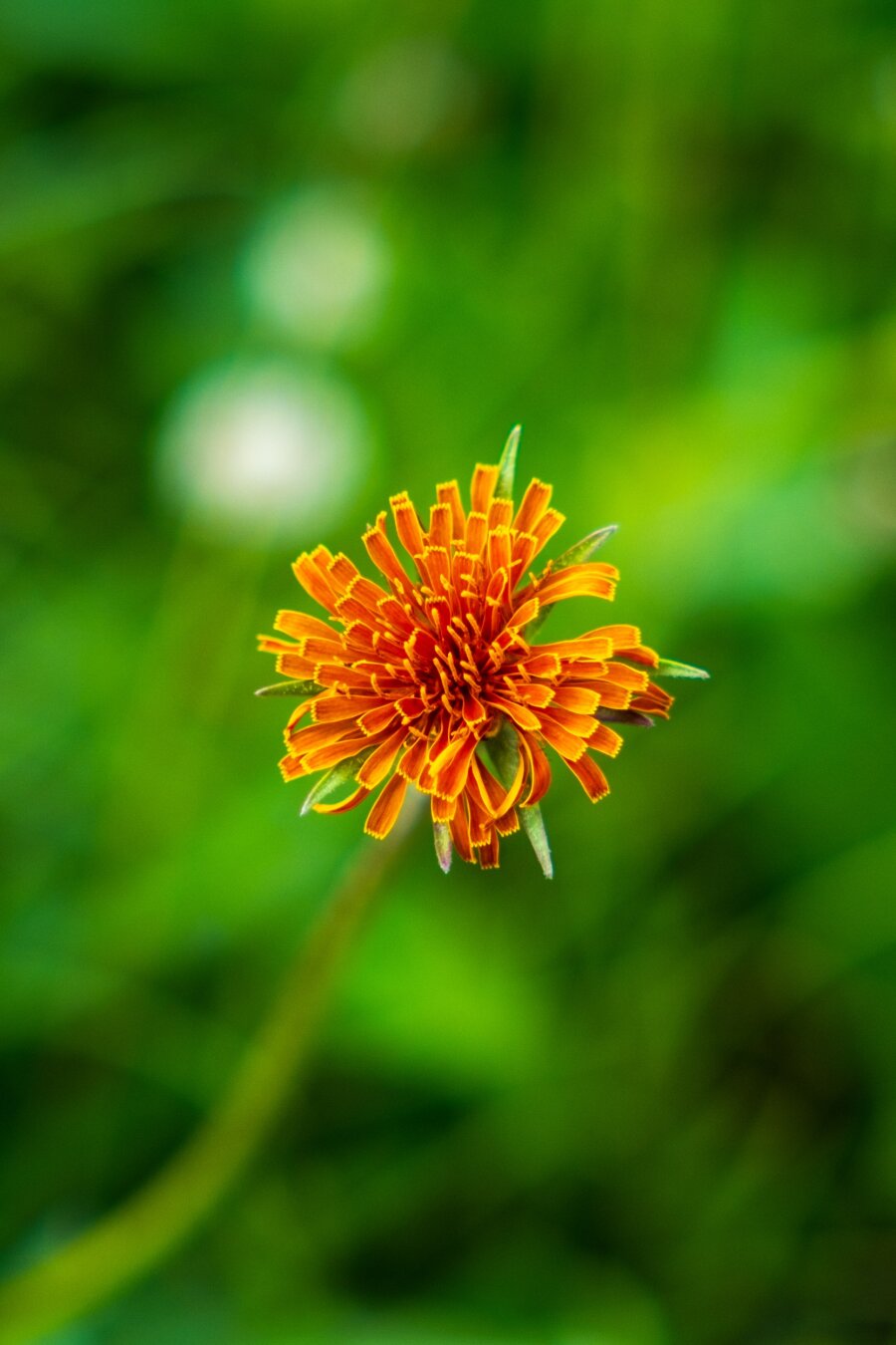 An orange flower against an out-of-focus green background. [Fuji X-T5 / Sigma 17-40 1.8]