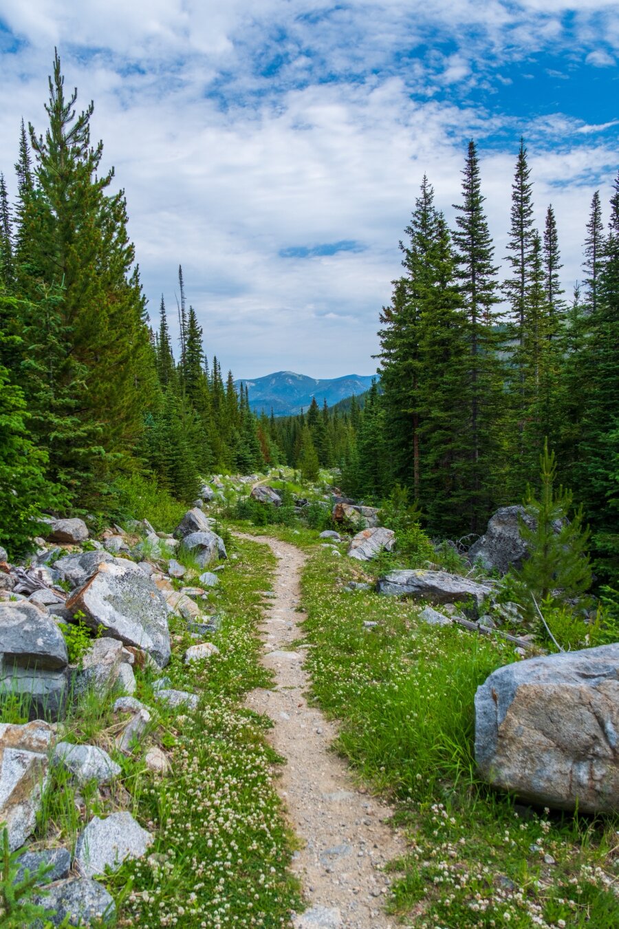 A trail winds through forest, with little flowers below and blue cloudy skies above. [Fuji X-T5 / Tamron 18-300]