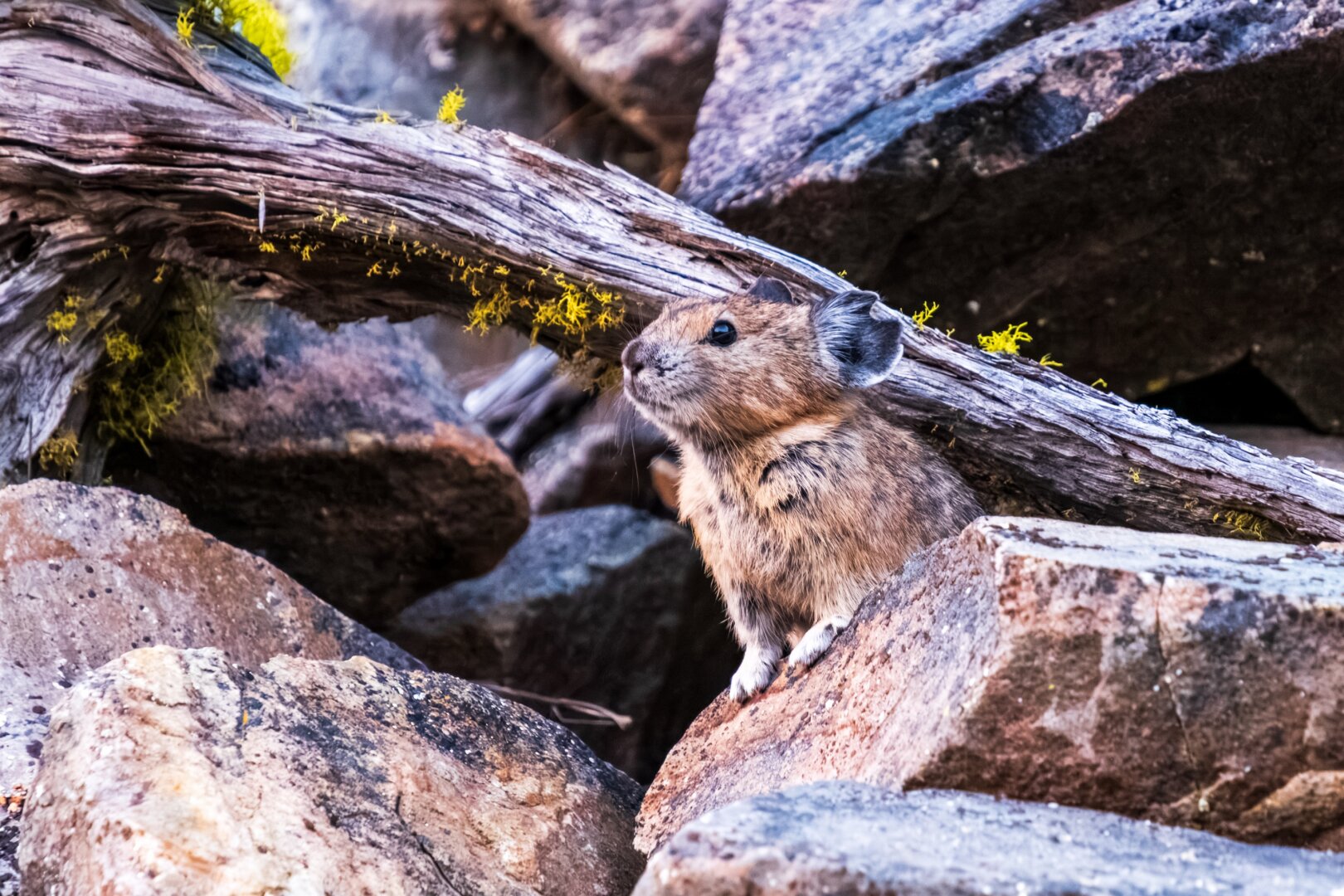 A little brown pika stands in front of rocks, looking worried but maybe isn't actually worried. [Fuji X-T5 / Tamron 18-300]