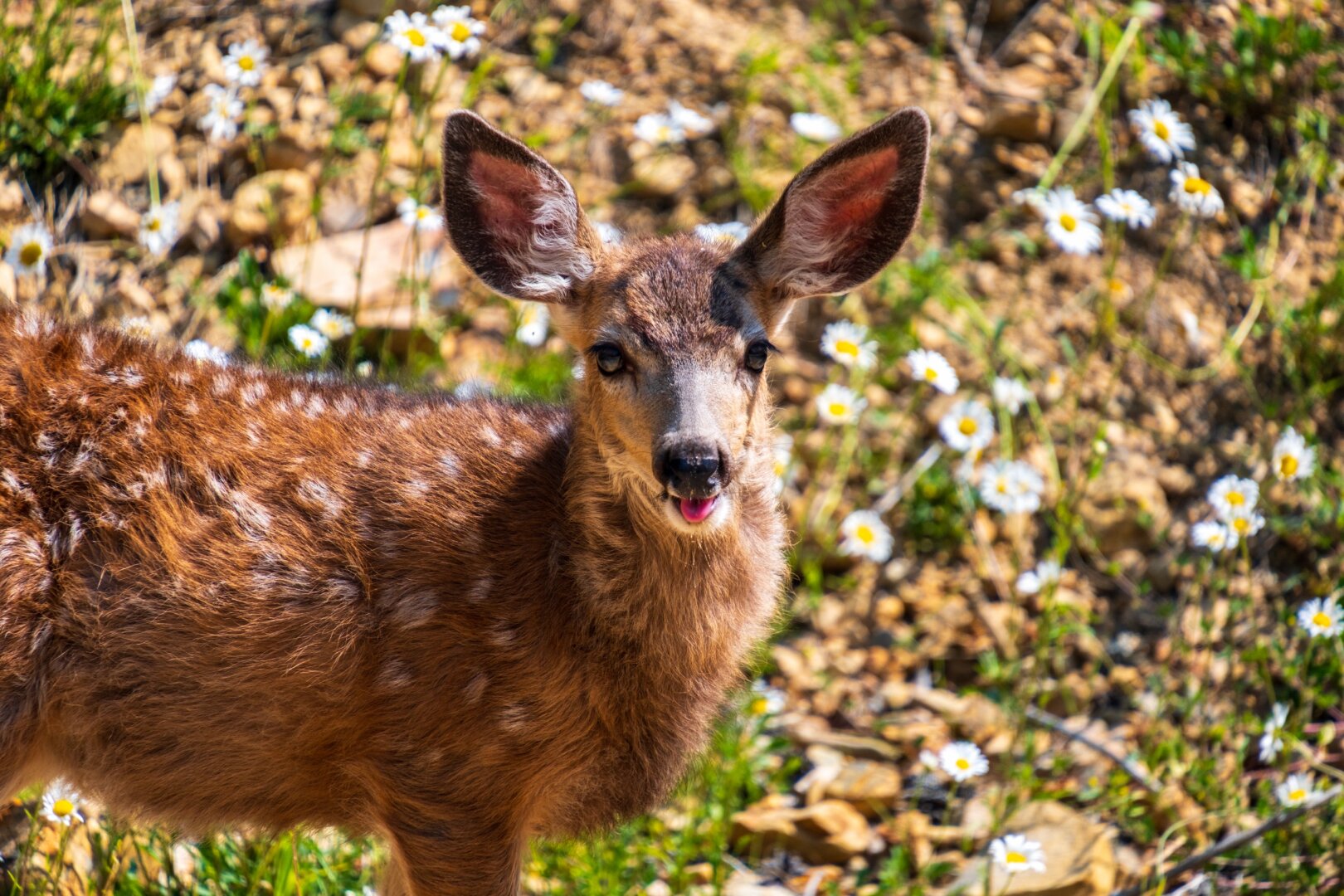 A fawn looks into the camera with its tongue out. [Fuji X-T5 / Tamron 18-300]