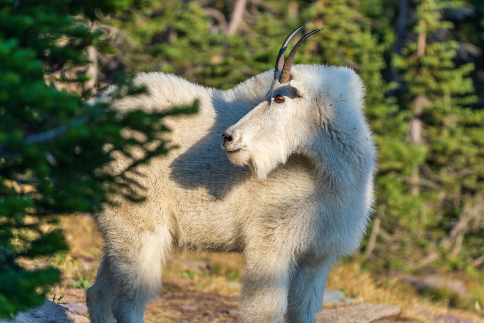 A goat turns its head to the side. [Sony A7R V / Tamron 25-200]