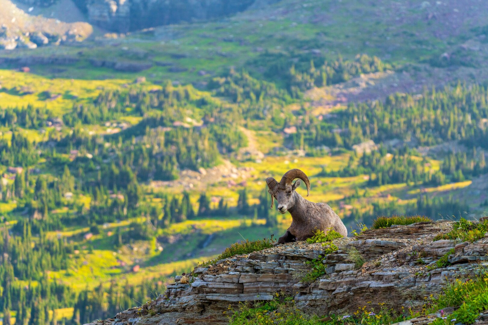 A bighorn sits on a cliff, with far-away greenery behind. [Sony A7R V / Tamron 25-200]