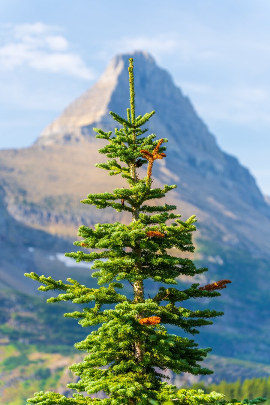 A young tree is shown from half-way up, with a mountain in the background. [Sony A7R V / Tamron 25-200]