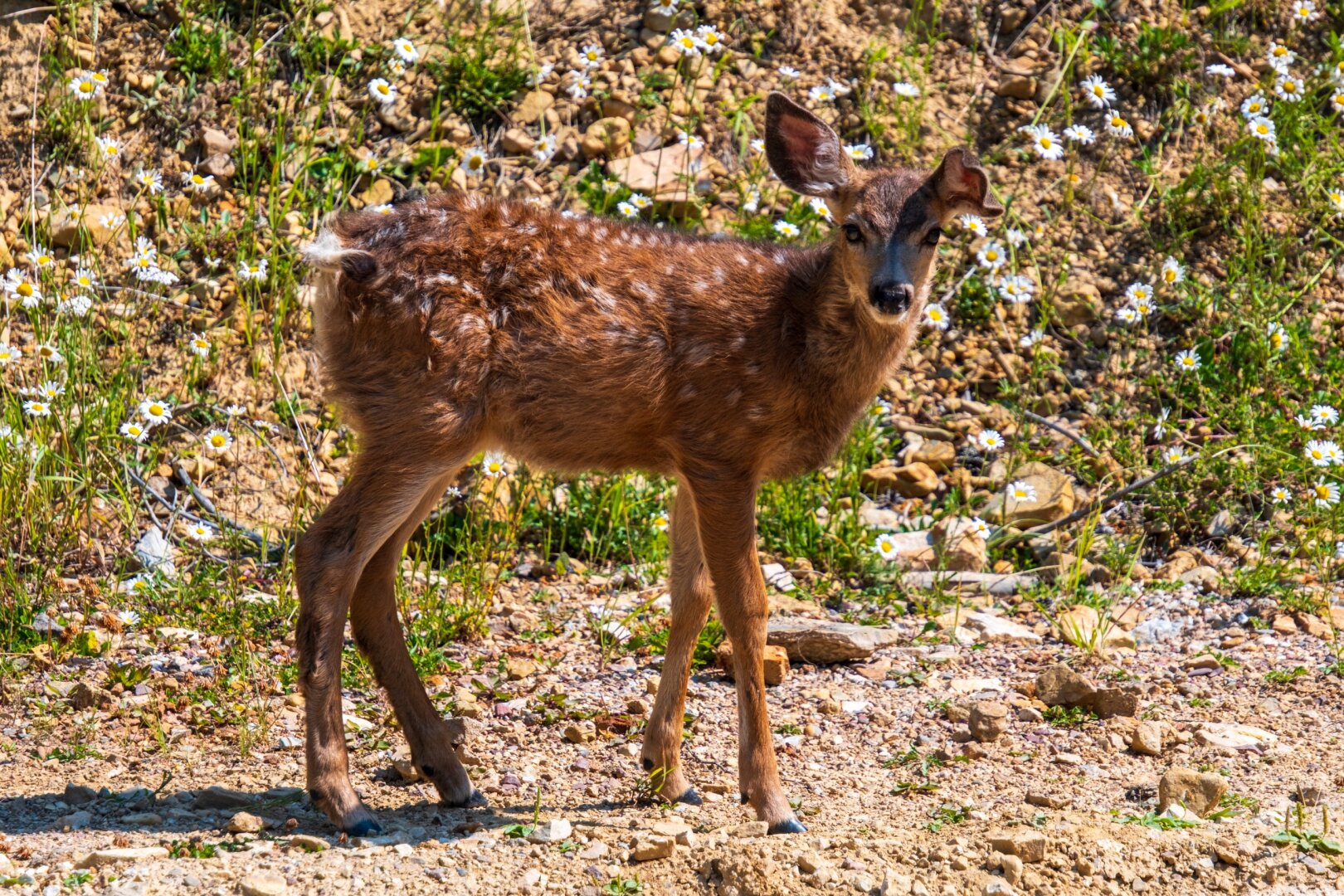 A fawn looks at the camera, viewed from the side. [Fuji X-T5 / Tamron 18-300]