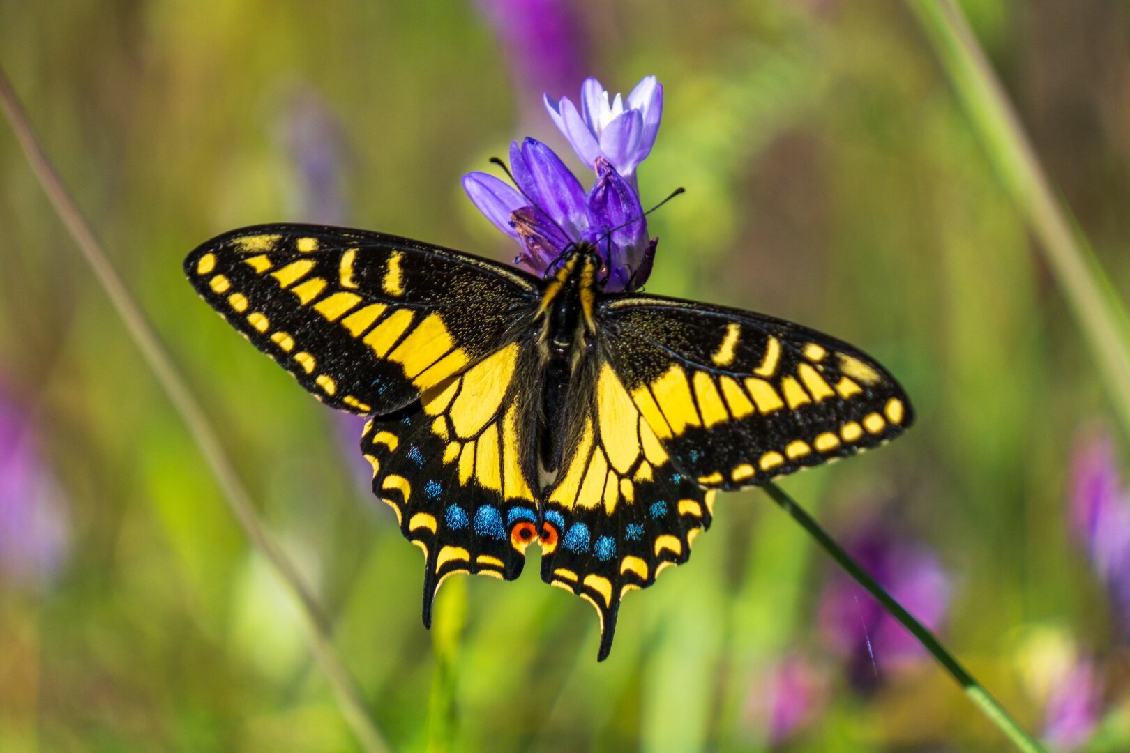 A yellow, black, and blue butterfly rests on greenery, taking up most of the frame. [Fuji X-T5 / Tamron 18-300]
