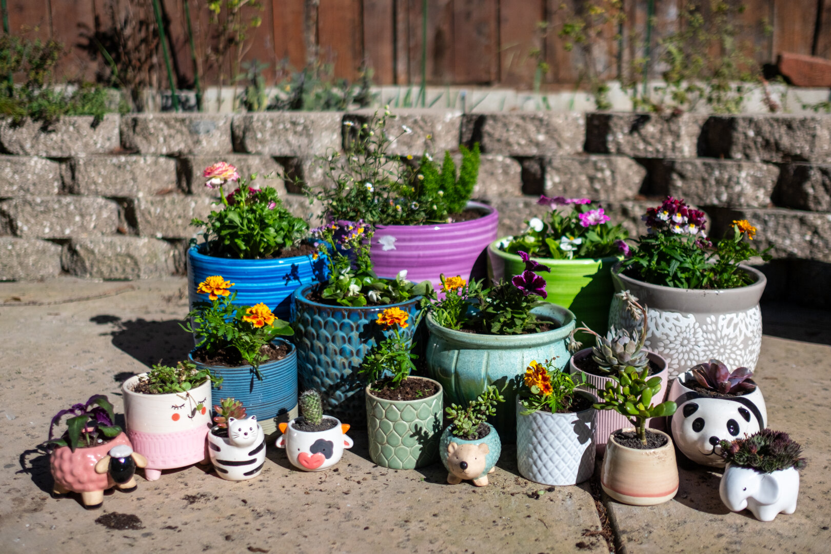 Many plants in pots. [Fuji X-T5 / Fuji 23 1.4]