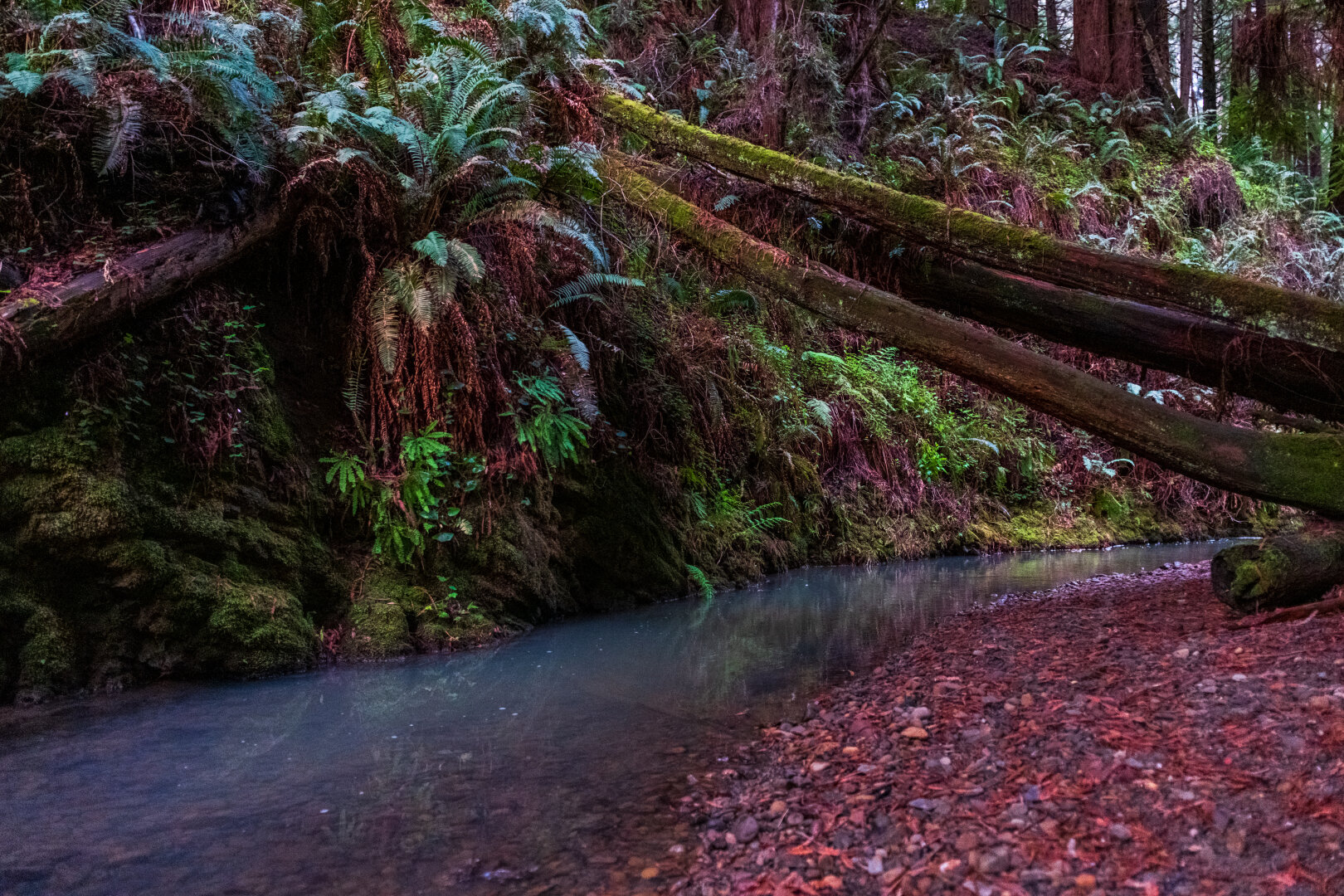 A slow little stream runs past a fallen tree. [Fuji X-T5 / Sigma 17-40 1.8]