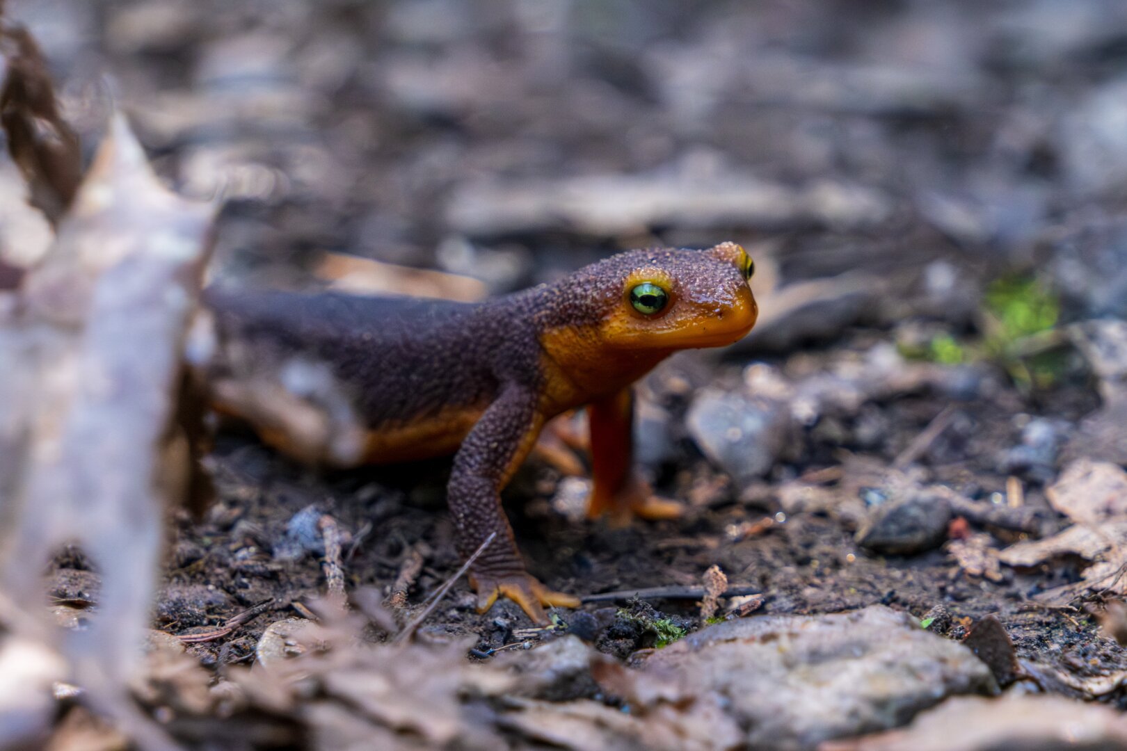 A little newt's face viewed from up-close. [Fuji X-T5 / Tamron 18-300]
