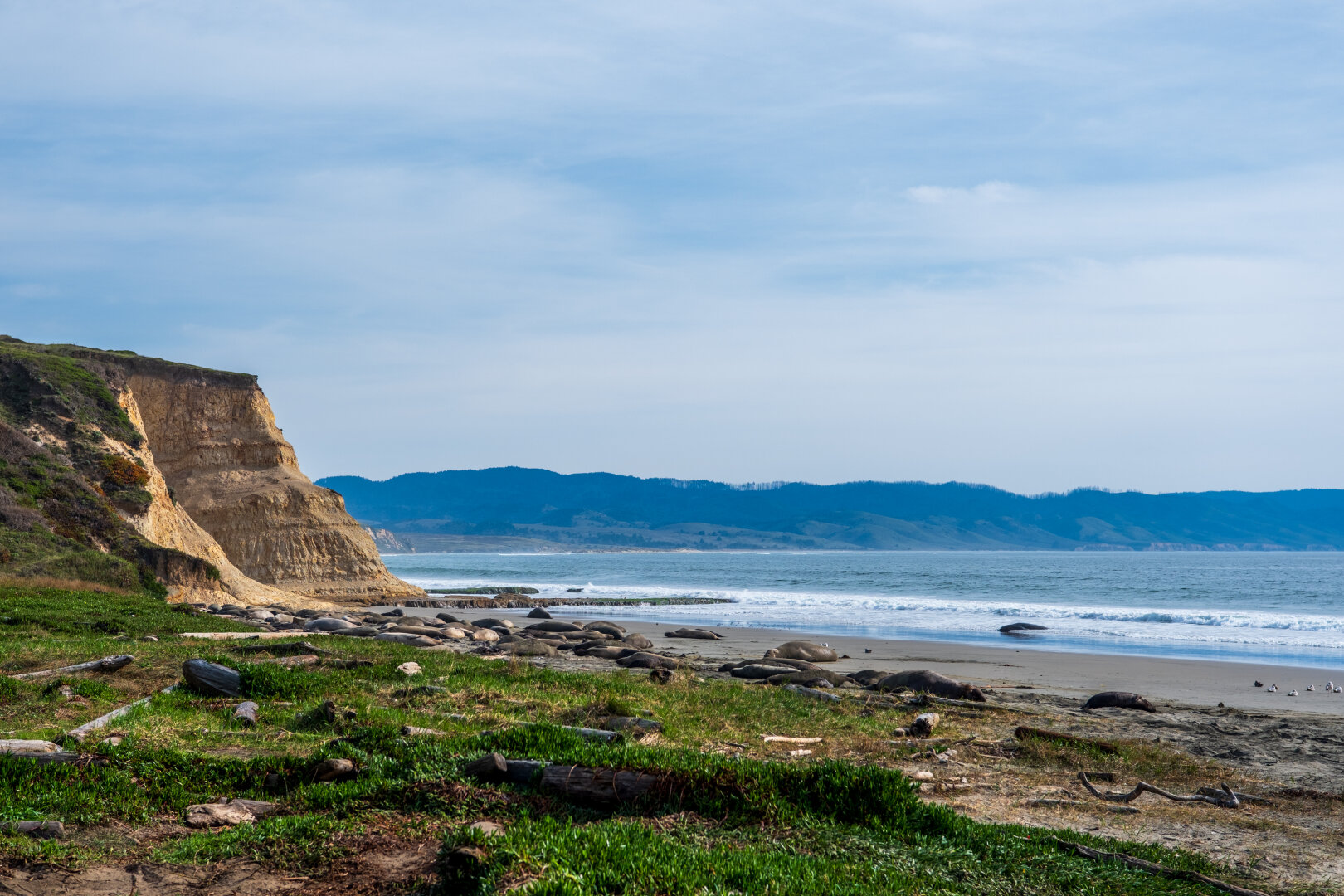 A cliffy beach covered in large pinnipeds. [Fuji X-T5 / Sigma 17-40 1.8]