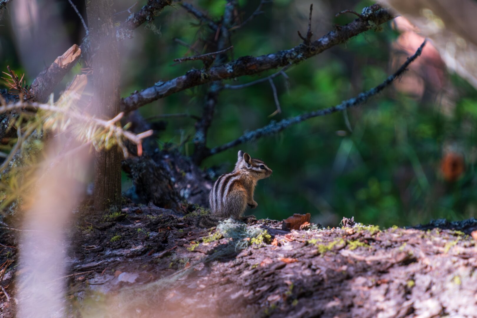 A little chipmunk sits on a log. [Fuji X-T5 / Tamron 18-300]