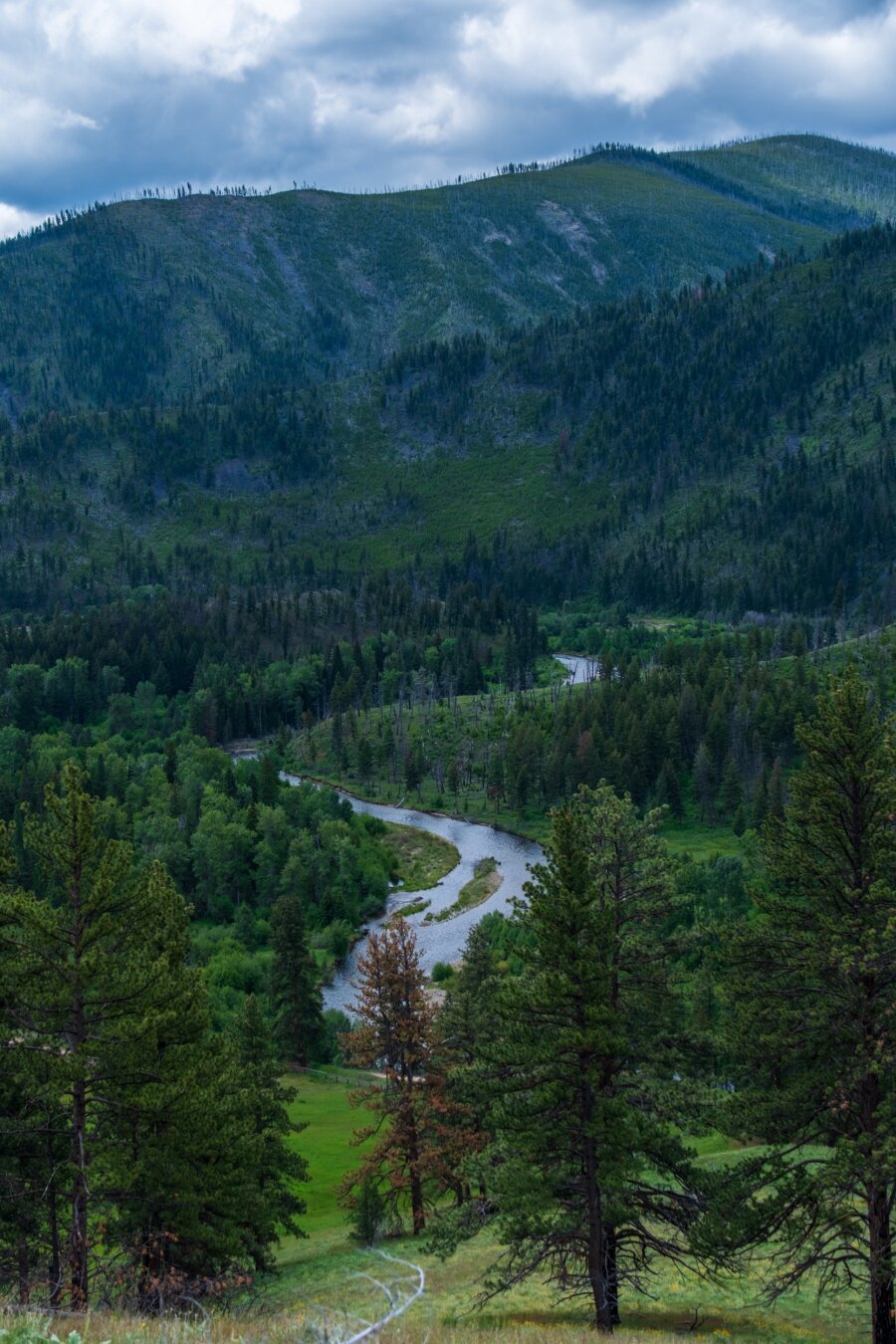 A river runs through woodland on a cloudy day. [Fuji X-T5 / Tamron 18-300]