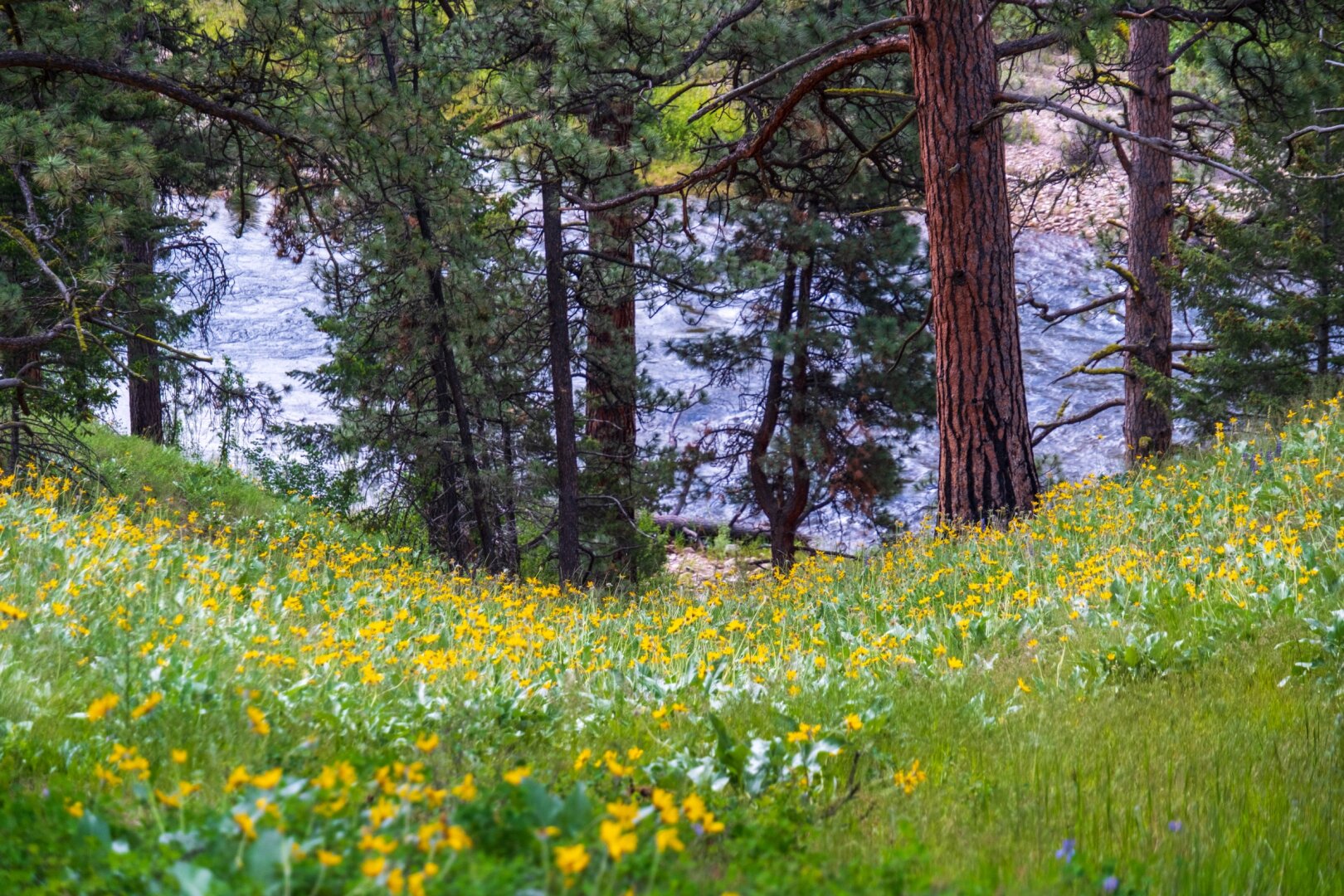A sea of yellow flowers leads down to trees and a river. [Fuji X-T5 / Tamron 18-300]